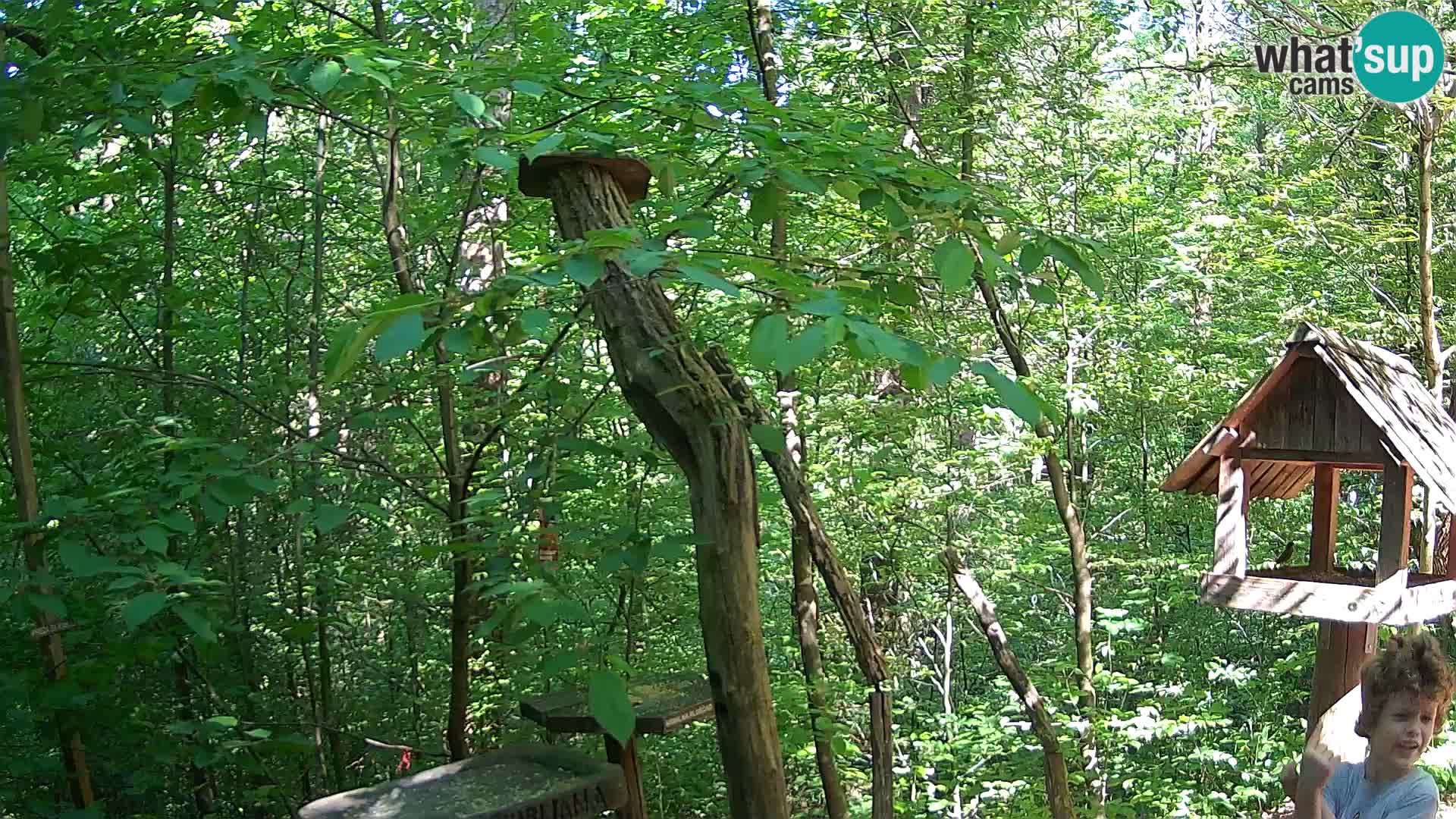 Bird feeders at ZOO Ljubljana webcam
