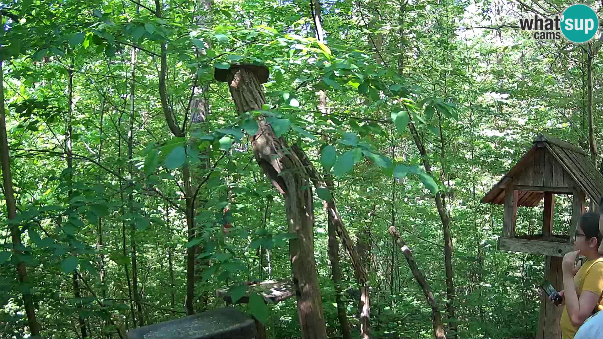 Bird feeders at ZOO Ljubljana webcam