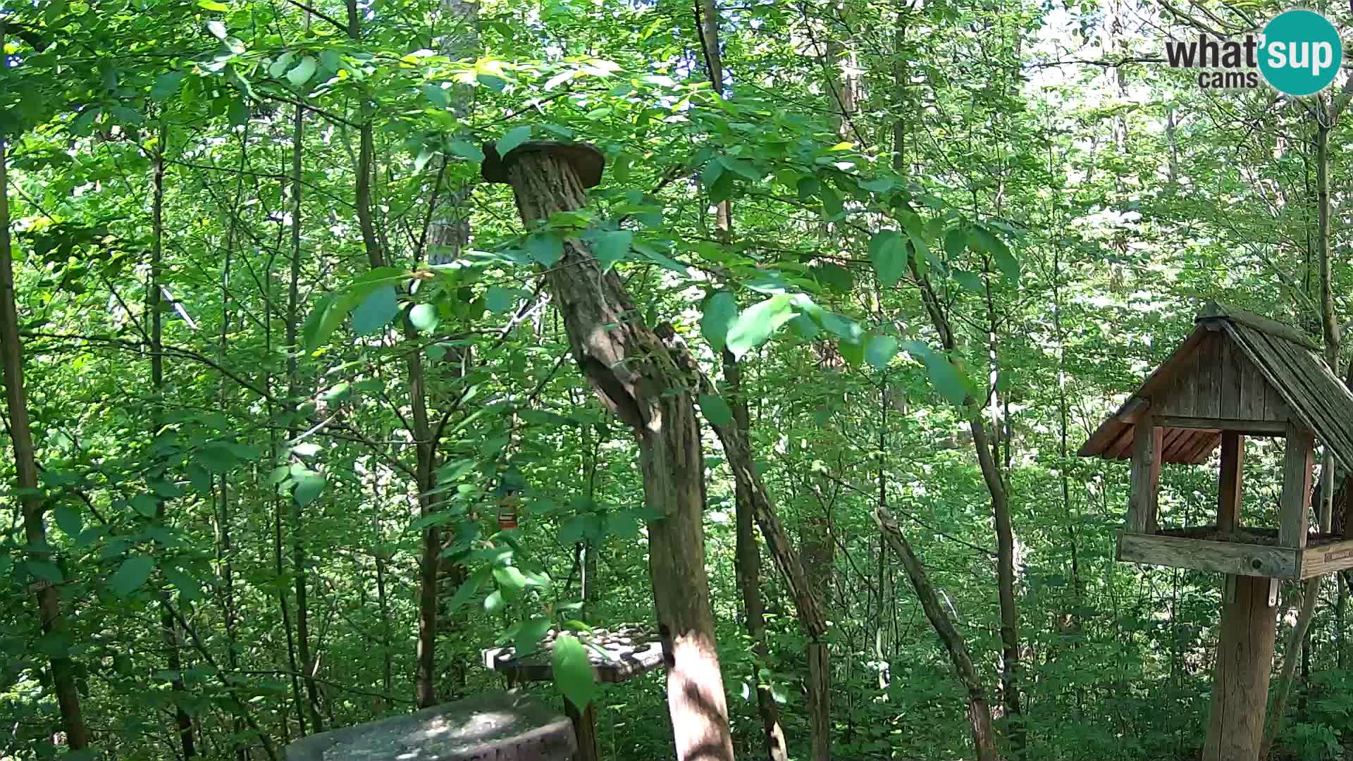 Bird feeders at ZOO Ljubljana webcam