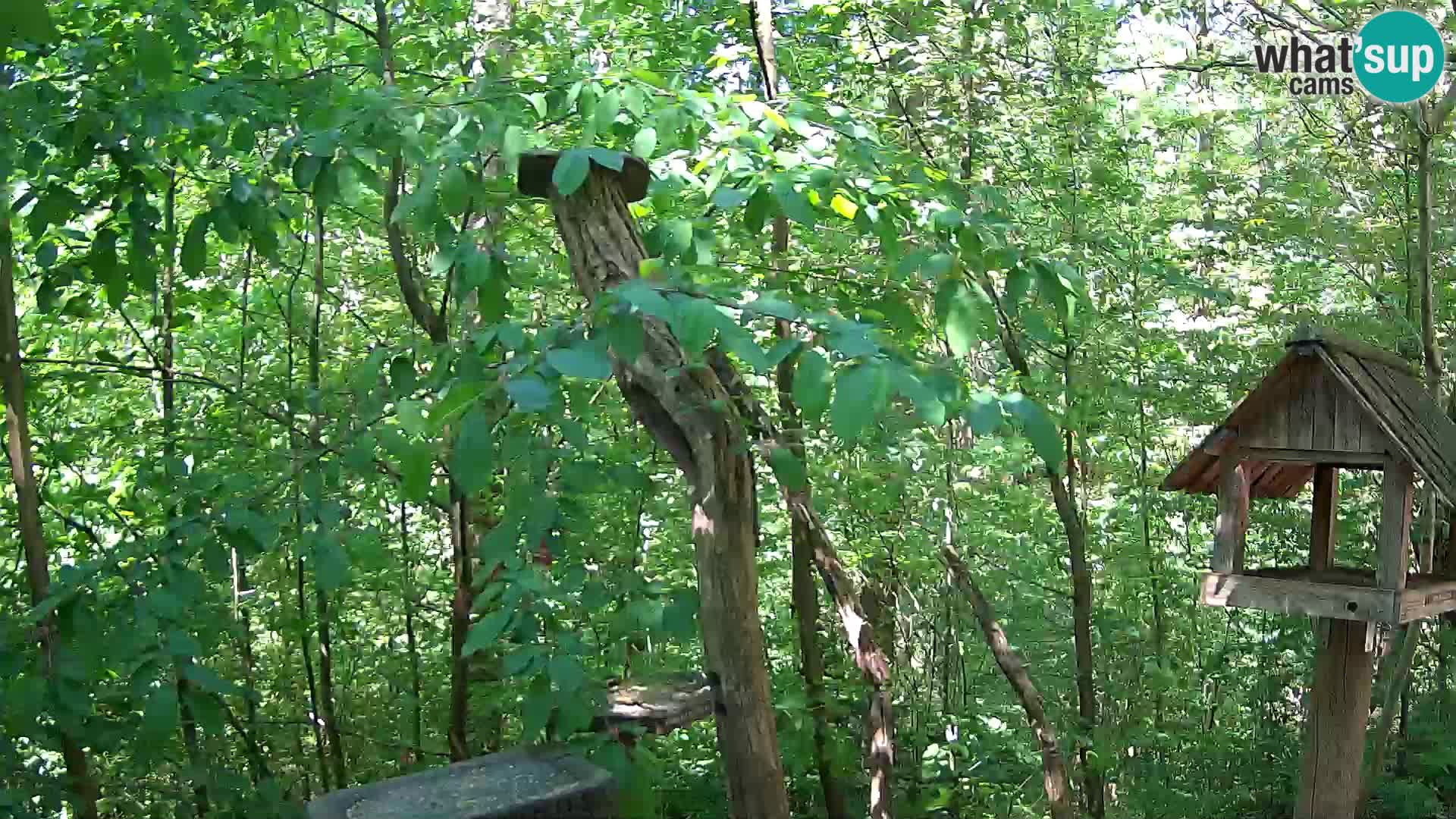 Bird feeders at ZOO Ljubljana webcam