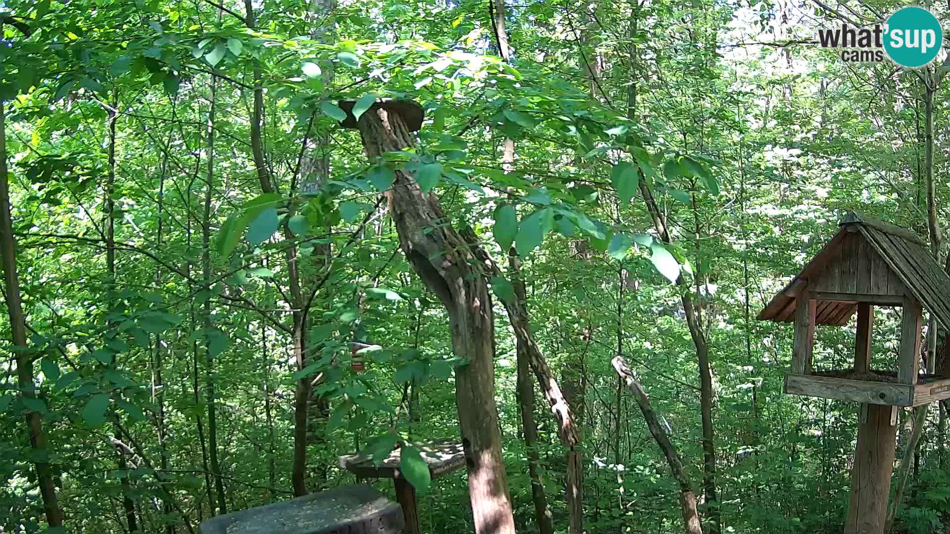 Bird feeders at ZOO Ljubljana webcam