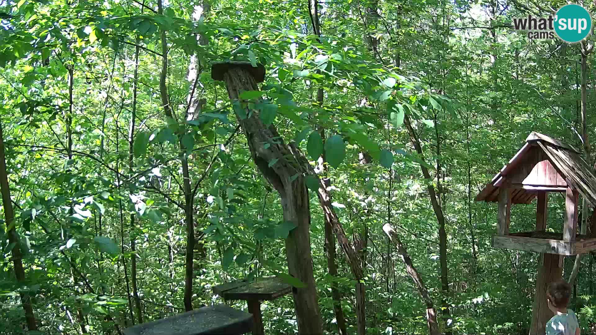 Vogelfutterhäuschen im ZOO webcam Ljubljana