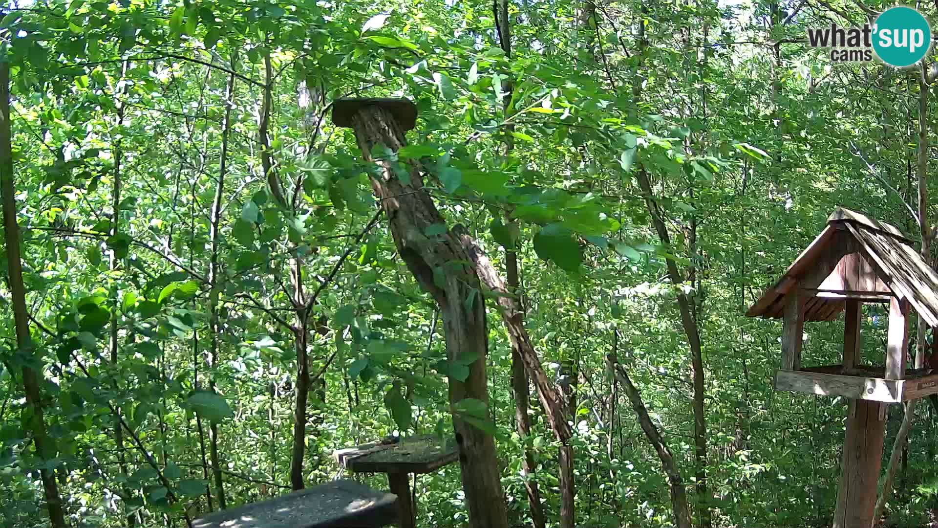 Vogelfutterhäuschen im ZOO webcam Ljubljana