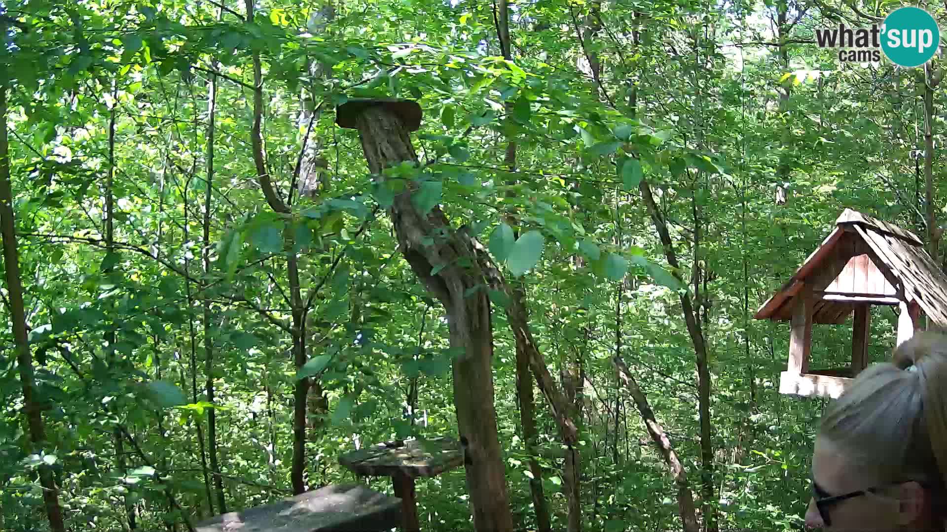 Vogelfutterhäuschen im ZOO webcam Ljubljana