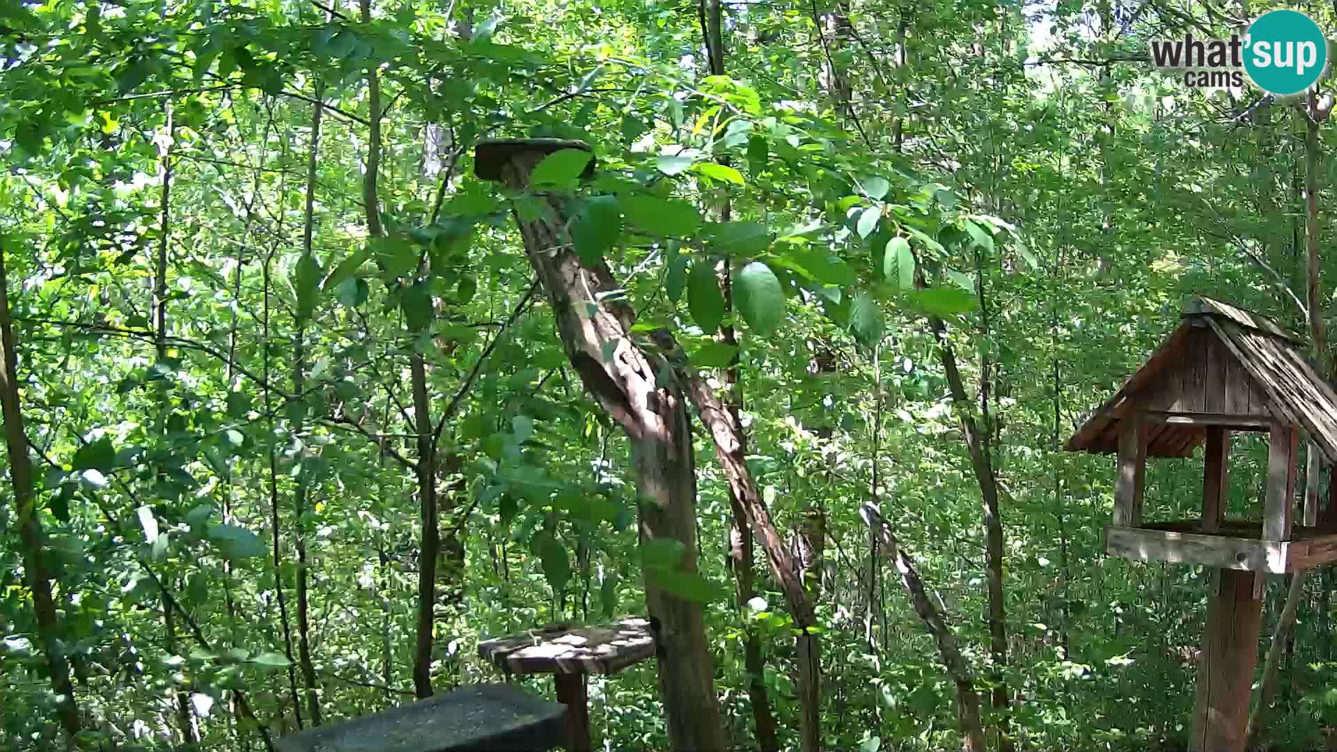 Bird feeders at ZOO Ljubljana webcam