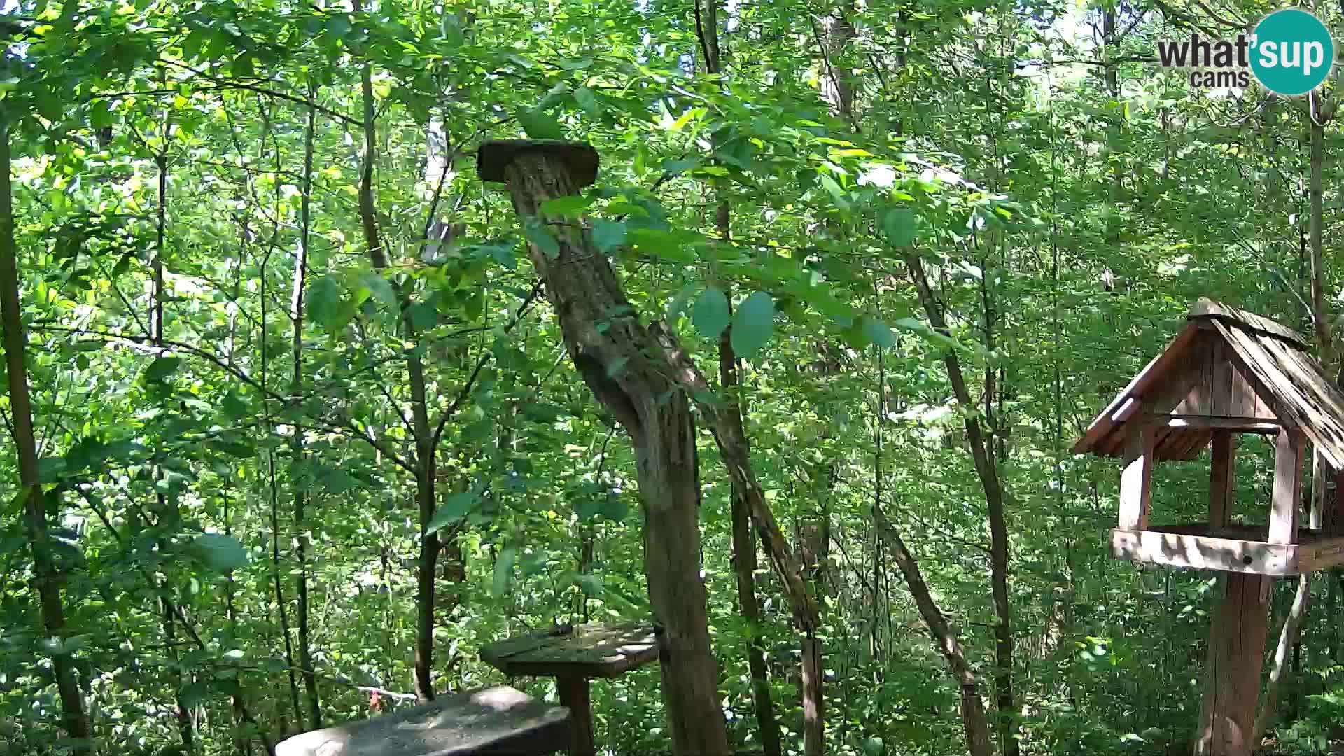Vogelfutterhäuschen im ZOO webcam Ljubljana