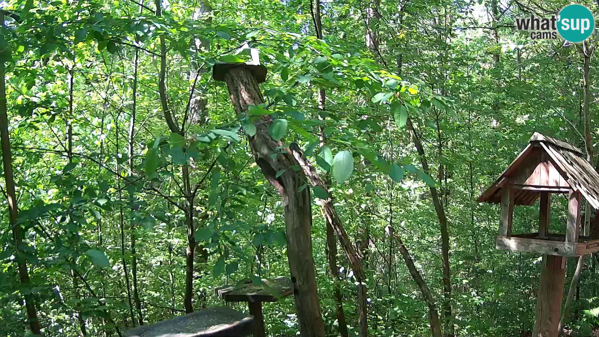 Bird feeders at ZOO Ljubljana webcam