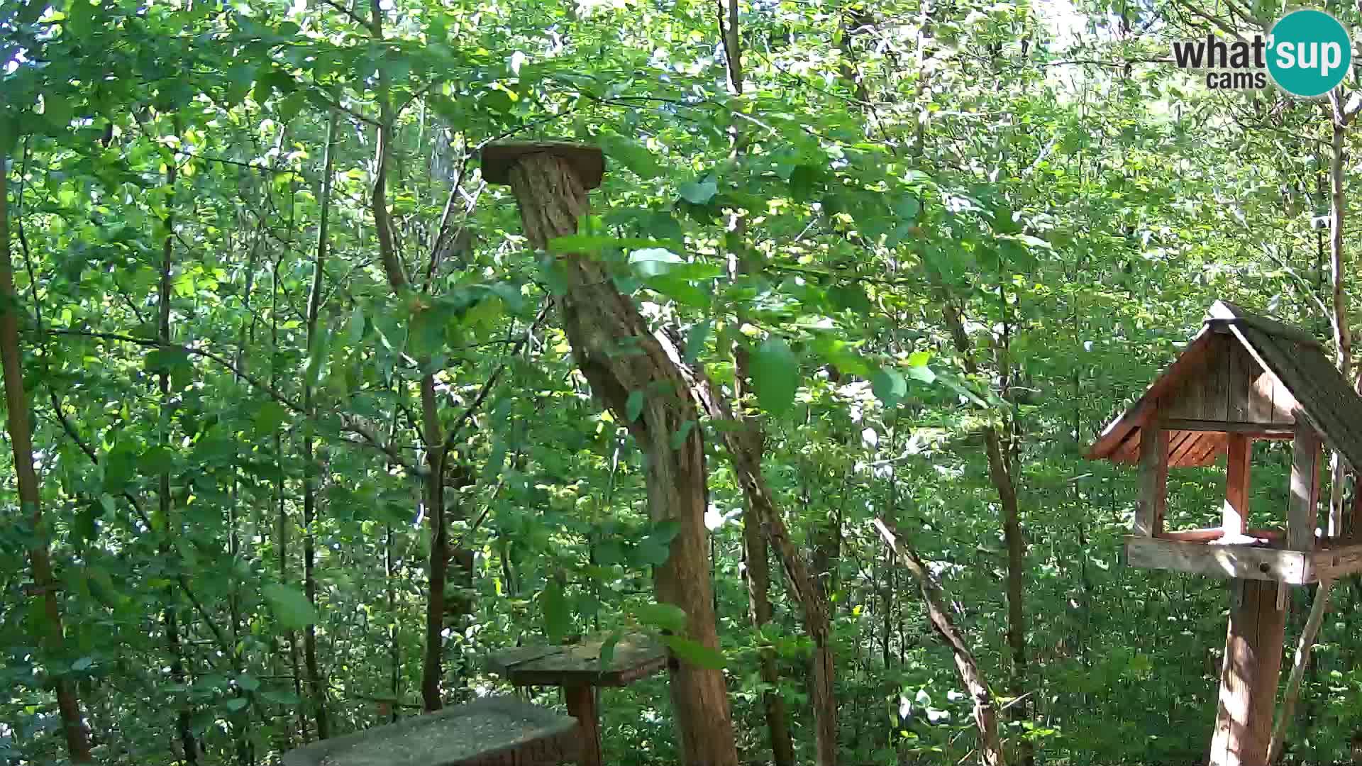 Mangiatoie per uccelli allo ZOO di Lubiana livecam