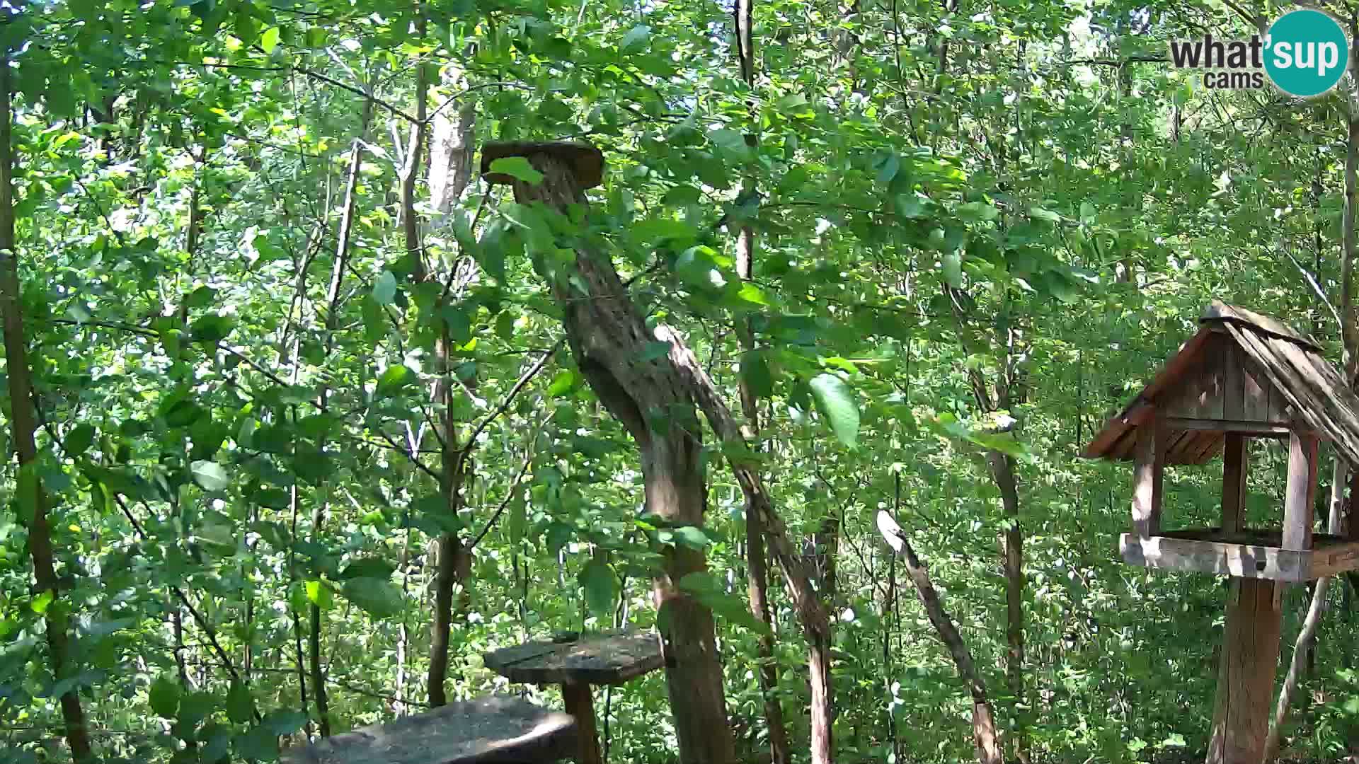 Bird feeders at ZOO Ljubljana webcam