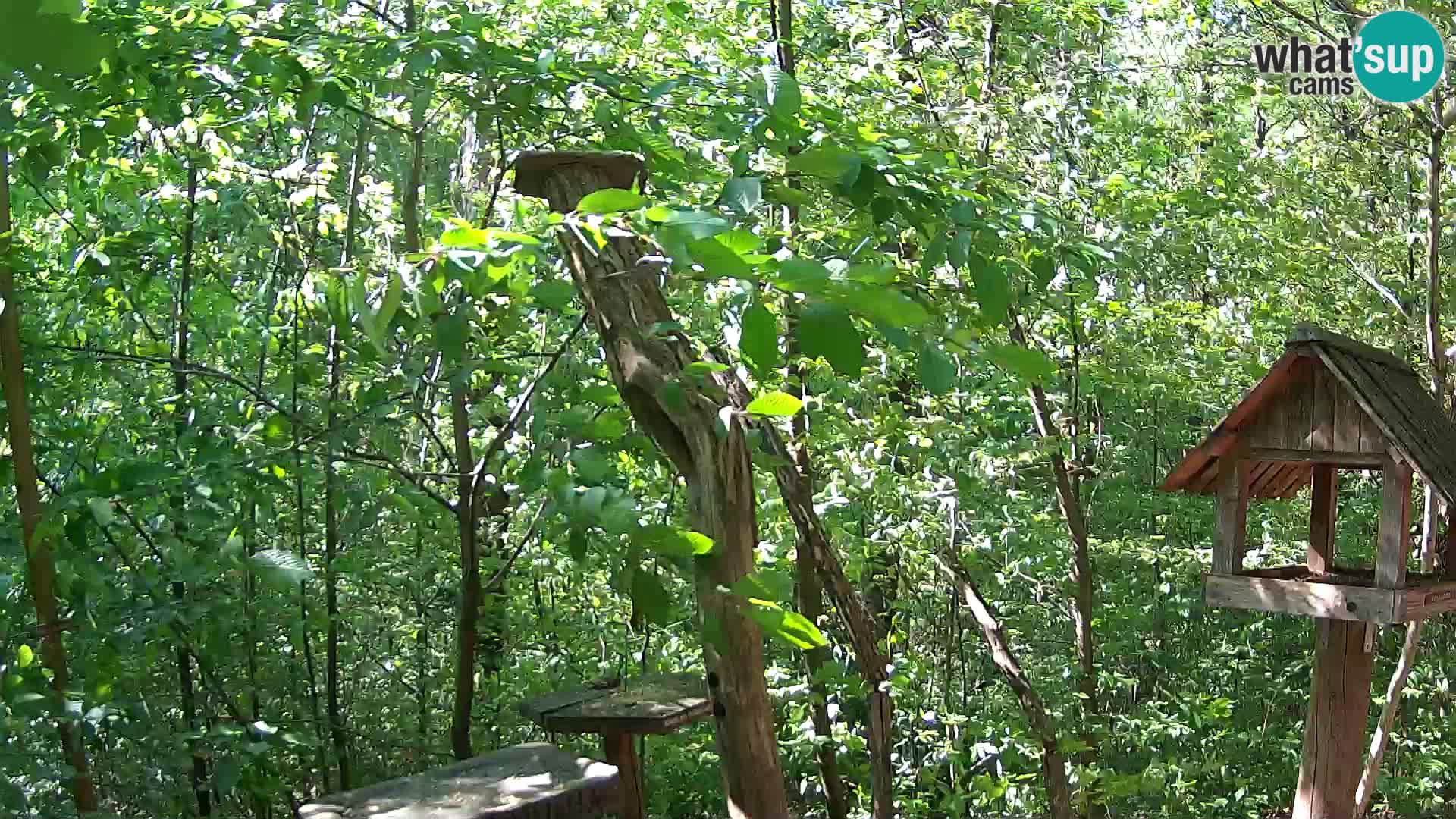 Bird feeders at ZOO Ljubljana webcam