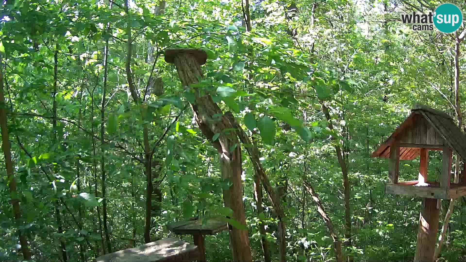 Krmilnice za ptiče v ZOO Ljubljana spletna kamera