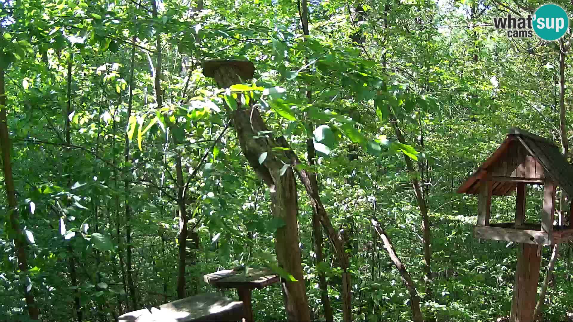 Mangiatoie per uccelli allo ZOO di Lubiana livecam