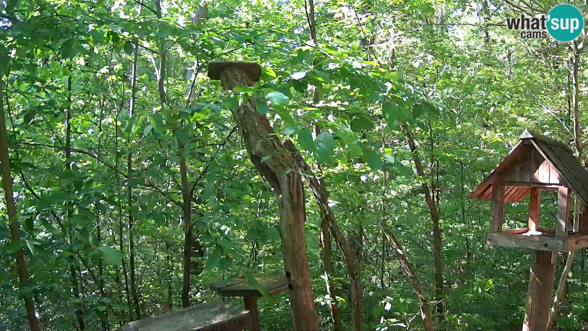 Bird feeders at ZOO Ljubljana webcam