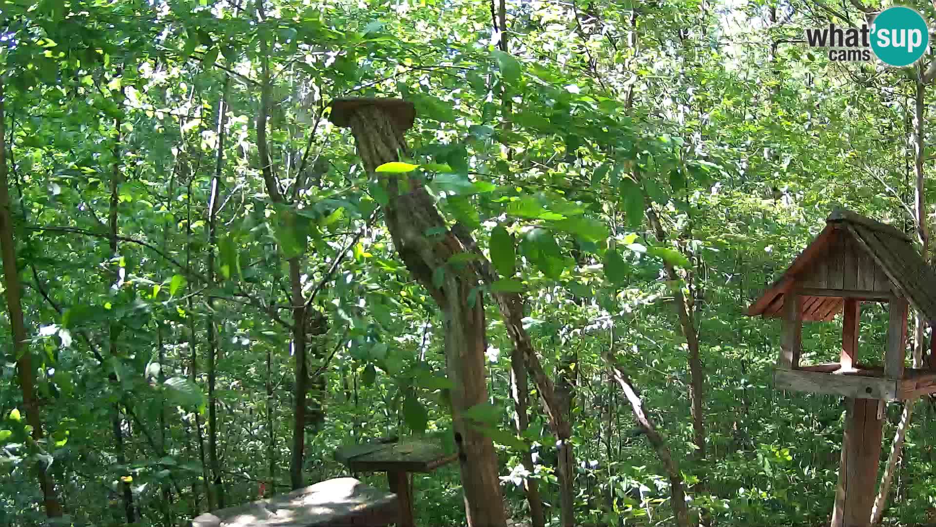 Mangiatoie per uccelli allo ZOO di Lubiana livecam
