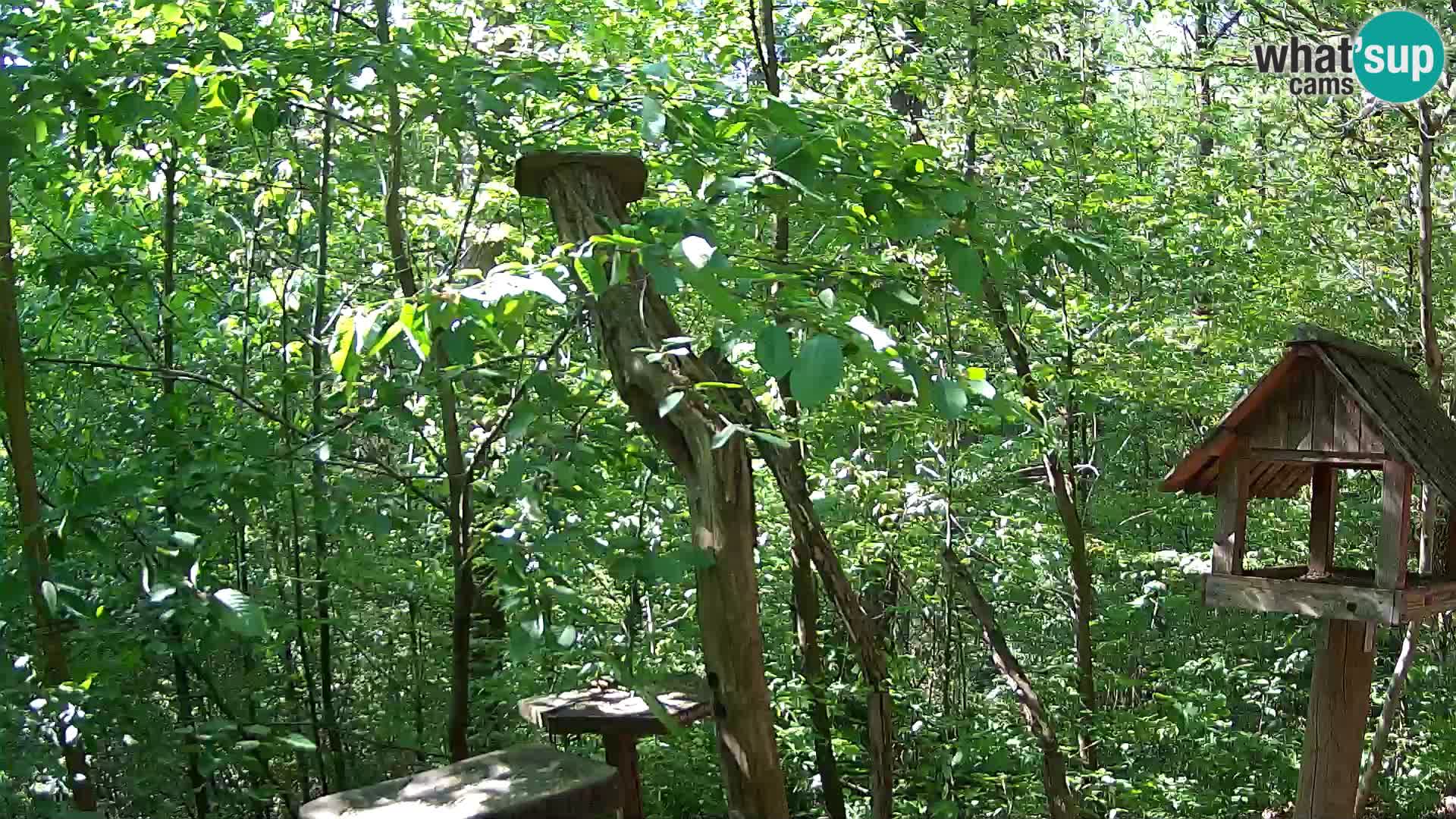 Krmilnice za ptiče v ZOO Ljubljana spletna kamera