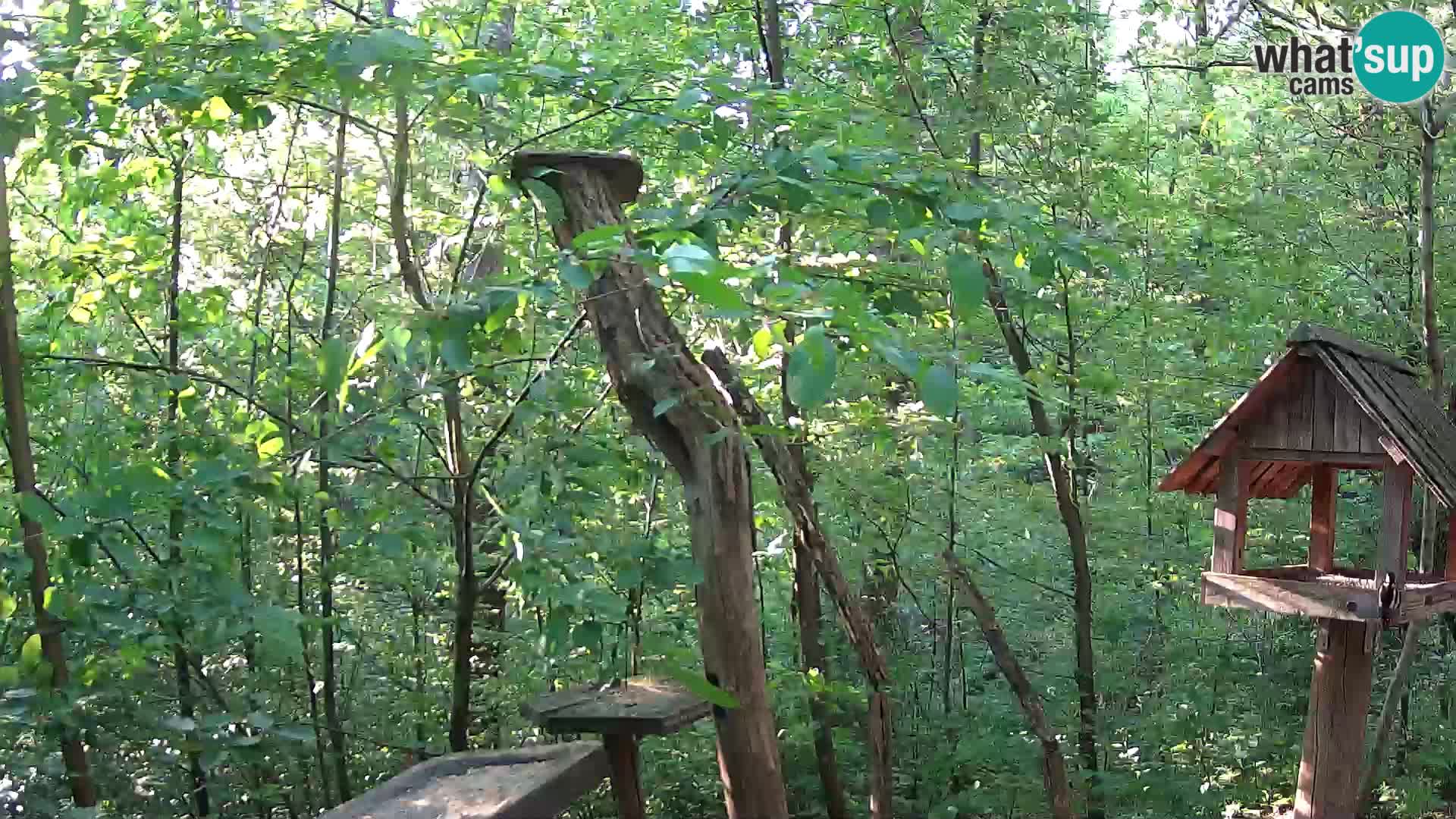 Krmilnice za ptiče v ZOO Ljubljana spletna kamera