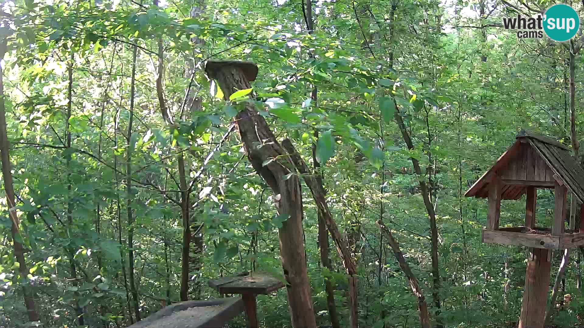 Vogelfutterhäuschen im ZOO webcam Ljubljana