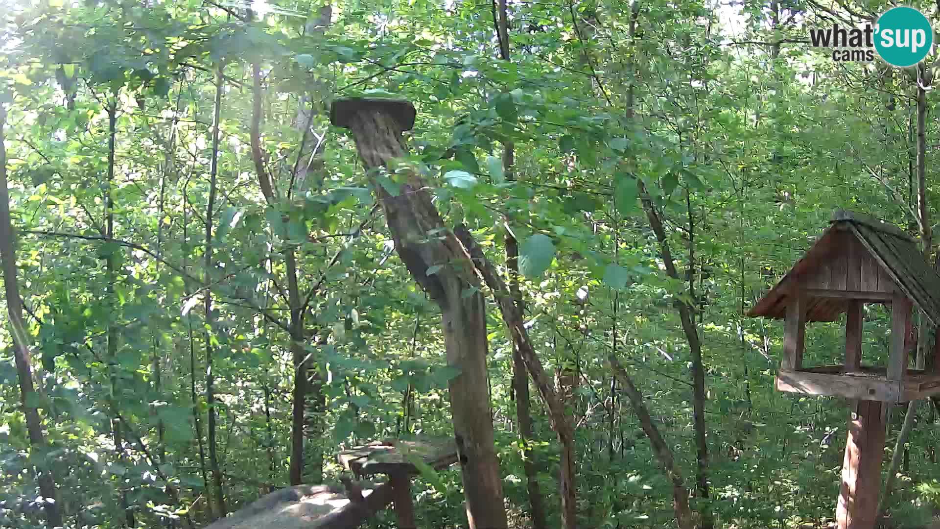 Comederos para pájaros en ZOO Ljubljana camera en vivo