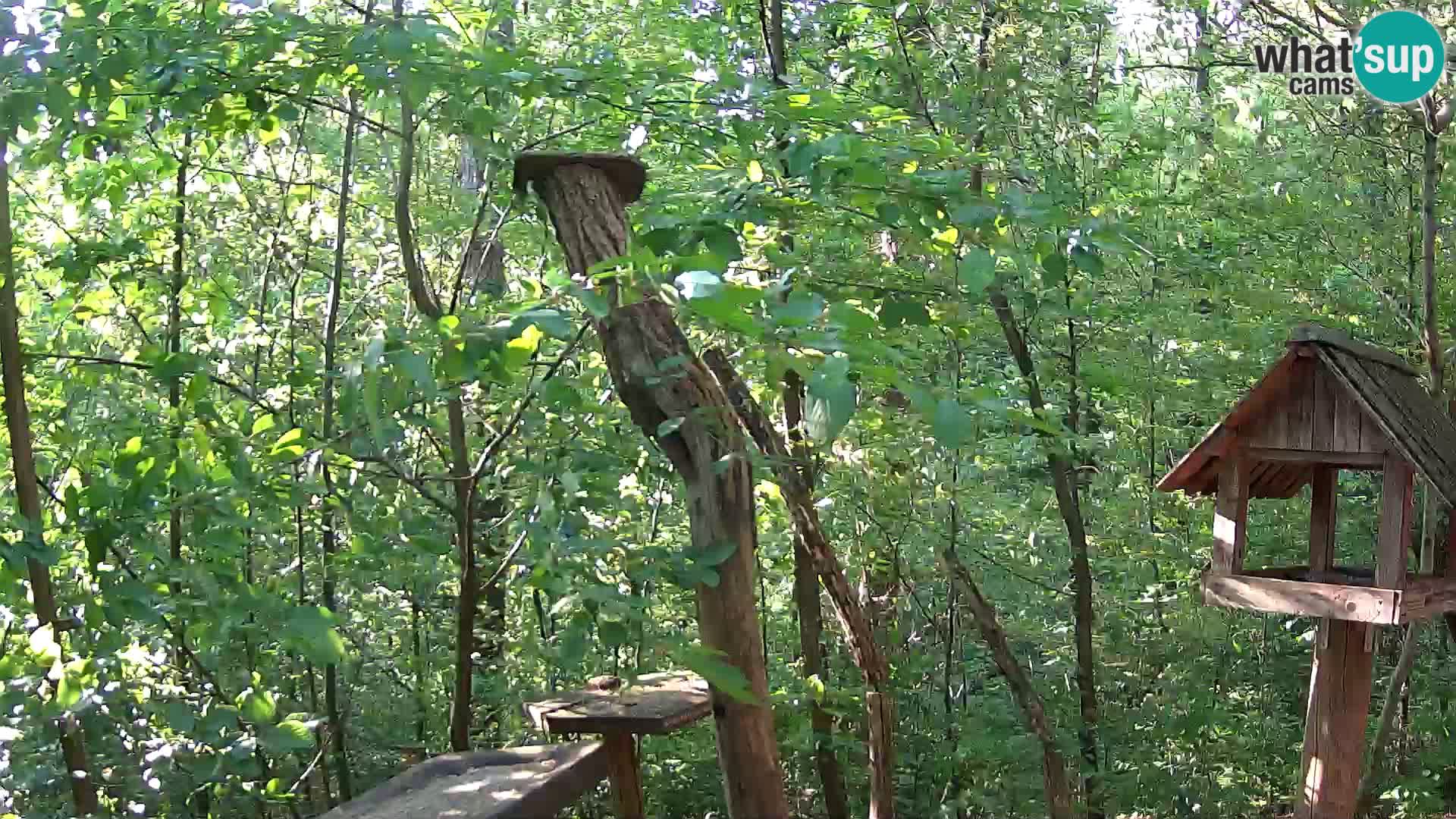 Mangeoires pour oiseaux au ZOO live webcam Ljubljana