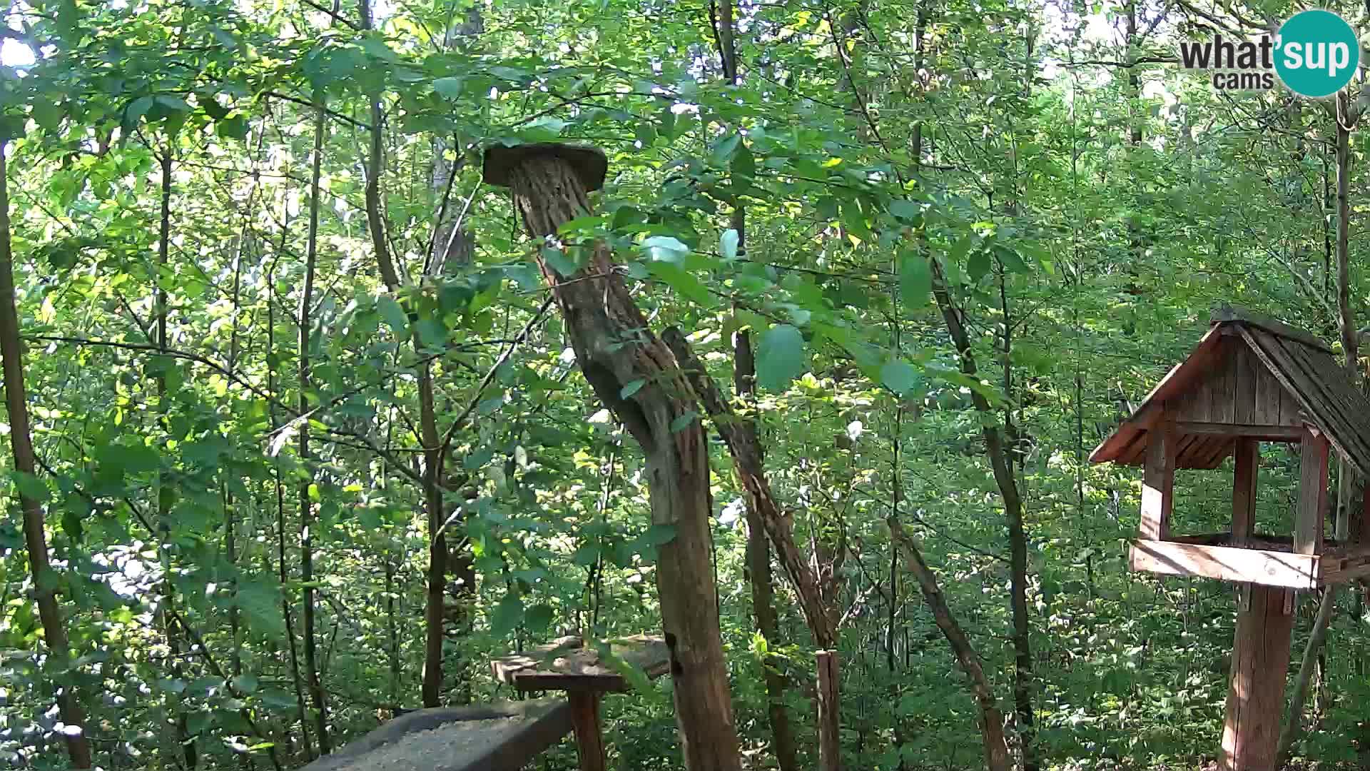 Bird feeders at ZOO Ljubljana webcam