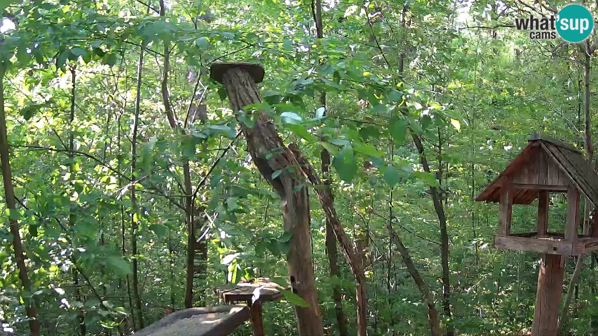 Bird feeders at ZOO Ljubljana webcam
