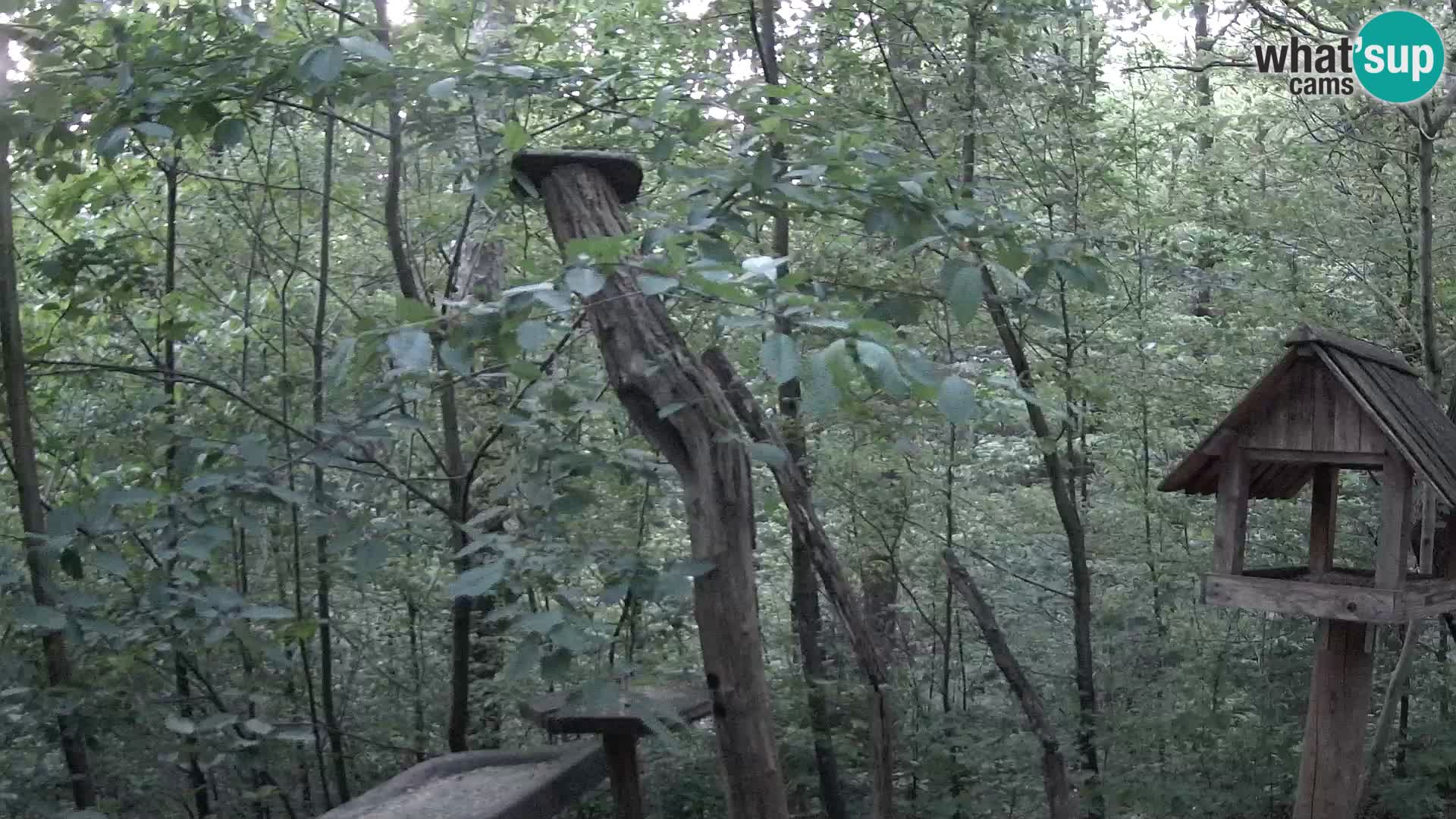 Mangiatoie per uccelli allo ZOO di Lubiana livecam