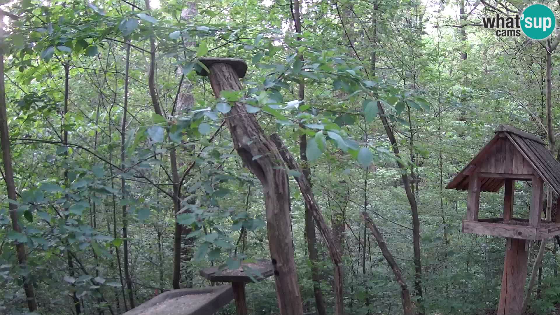 Mangiatoie per uccelli allo ZOO di Lubiana livecam