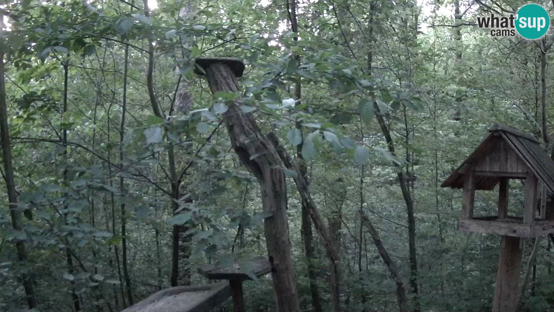 Mangiatoie per uccelli allo ZOO di Lubiana livecam