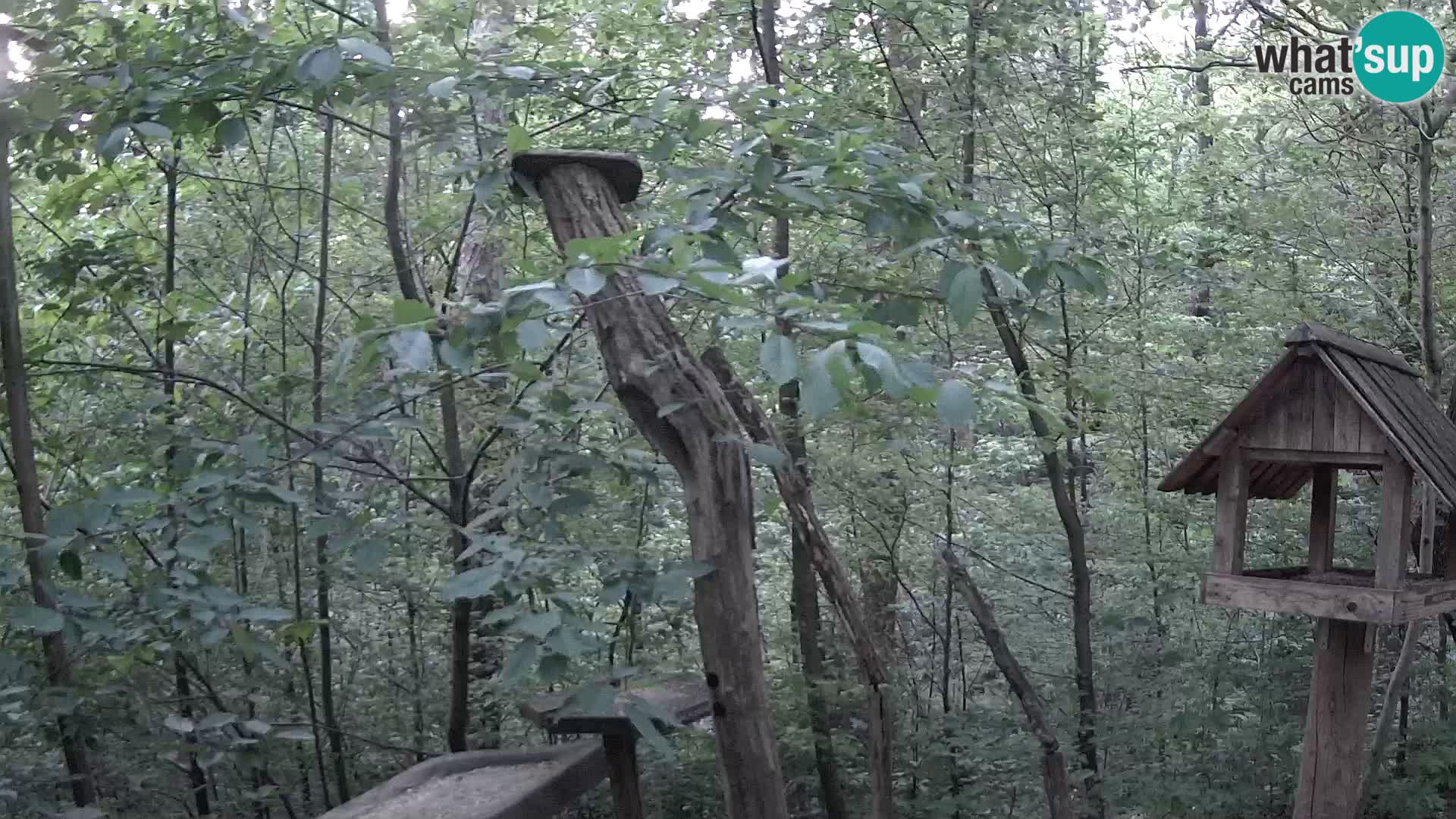 Bird feeders at ZOO Ljubljana webcam