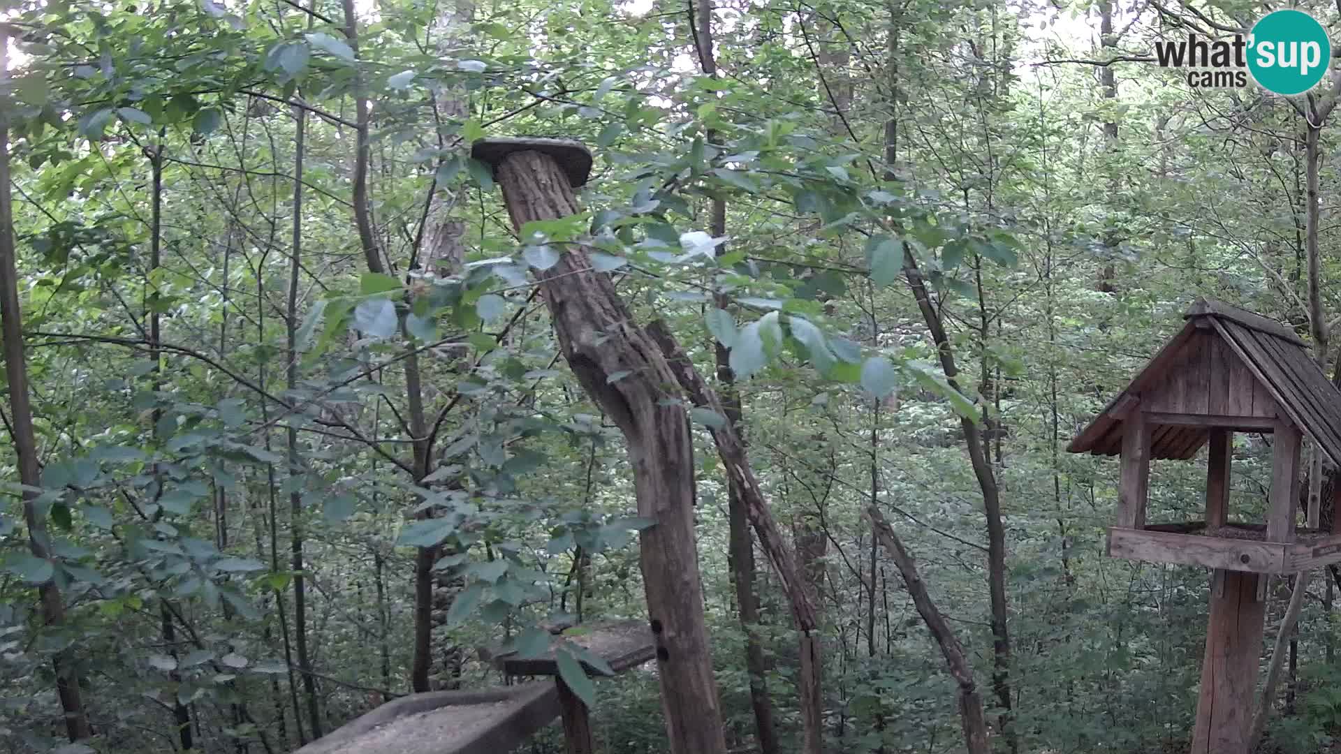 Mangeoires pour oiseaux au ZOO live webcam Ljubljana
