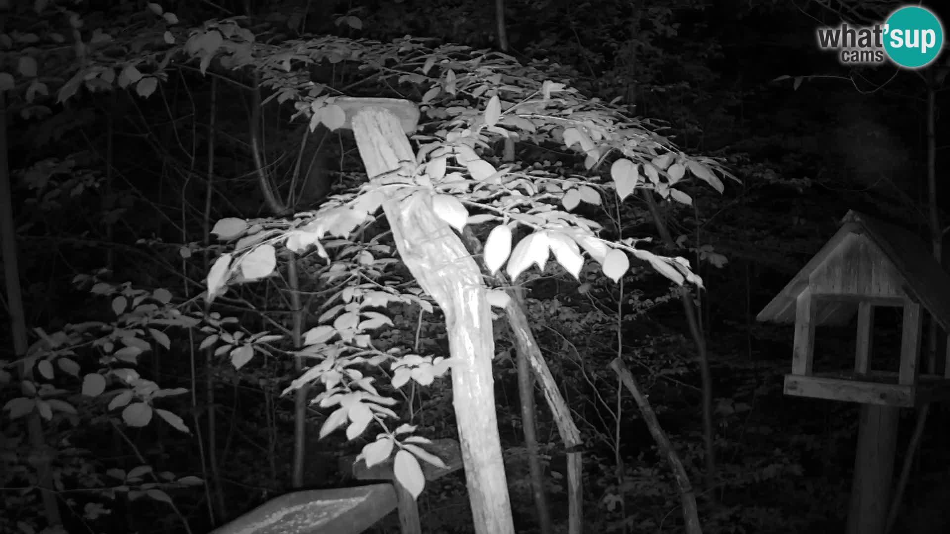 Bird feeders at ZOO Ljubljana webcam