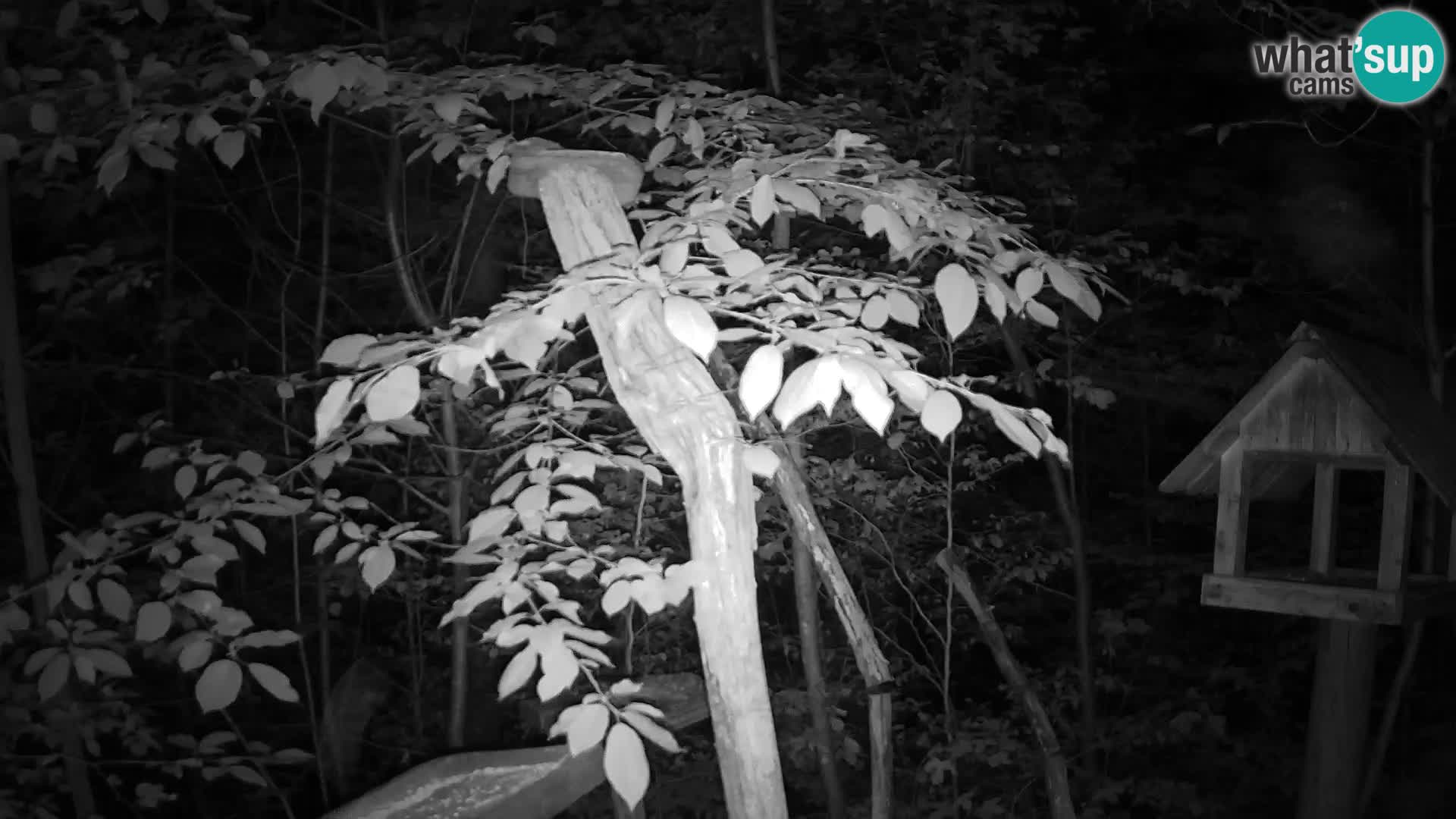 Mangeoires pour oiseaux au ZOO live webcam Ljubljana