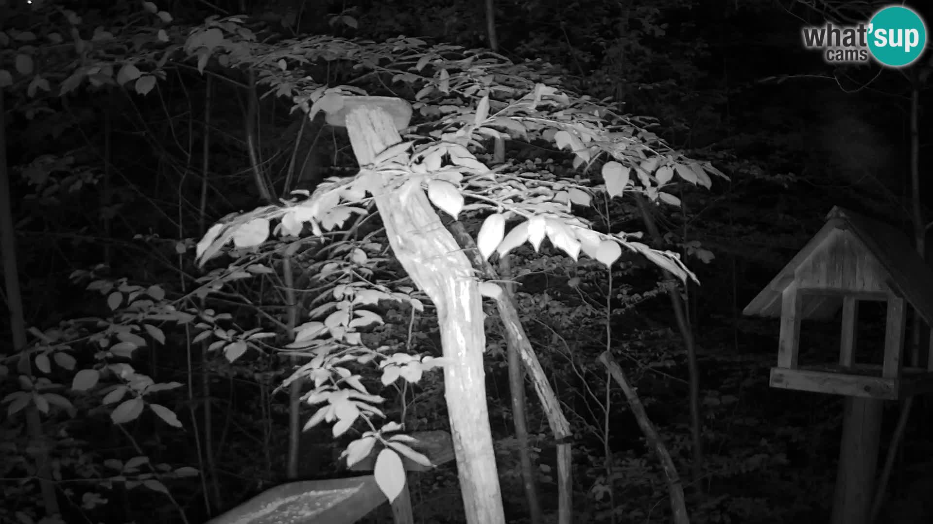 Mangeoires pour oiseaux au ZOO live webcam Ljubljana