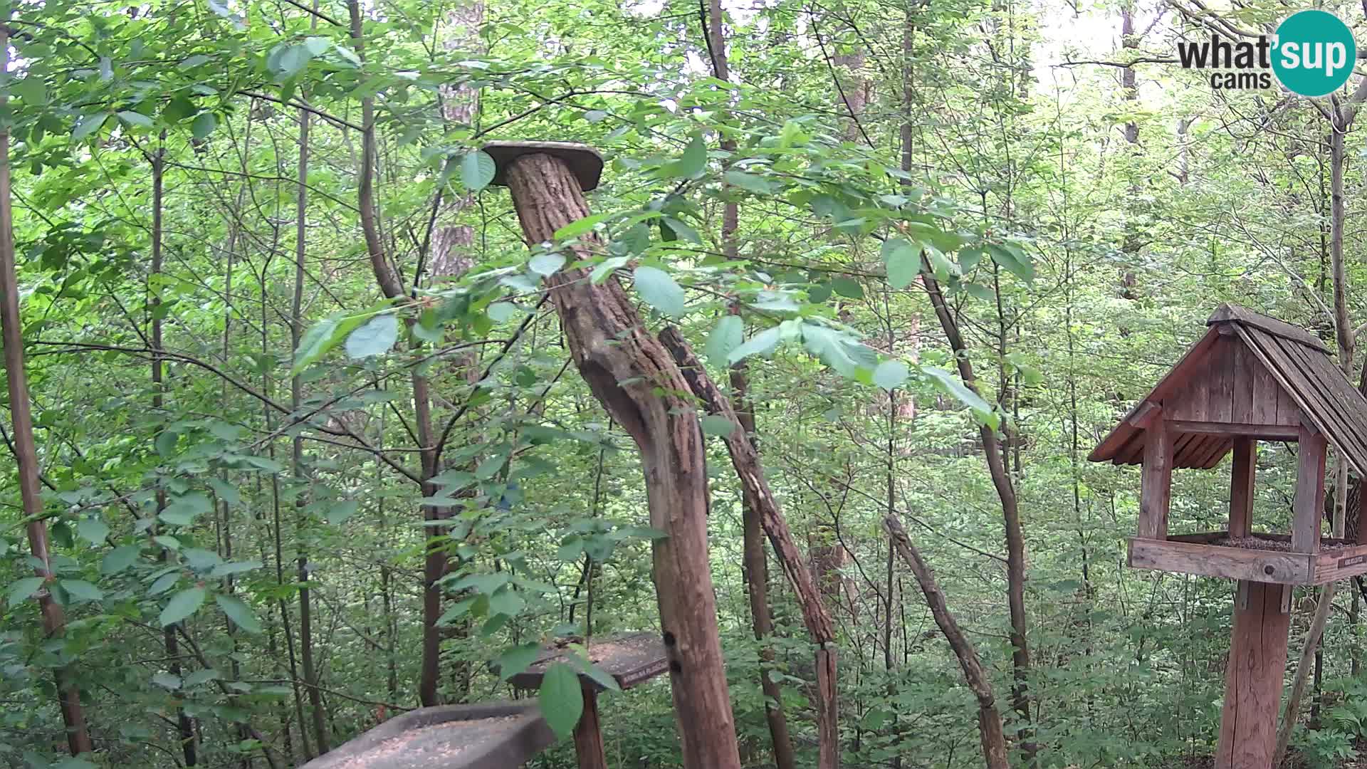 Bird feeders at ZOO Ljubljana webcam