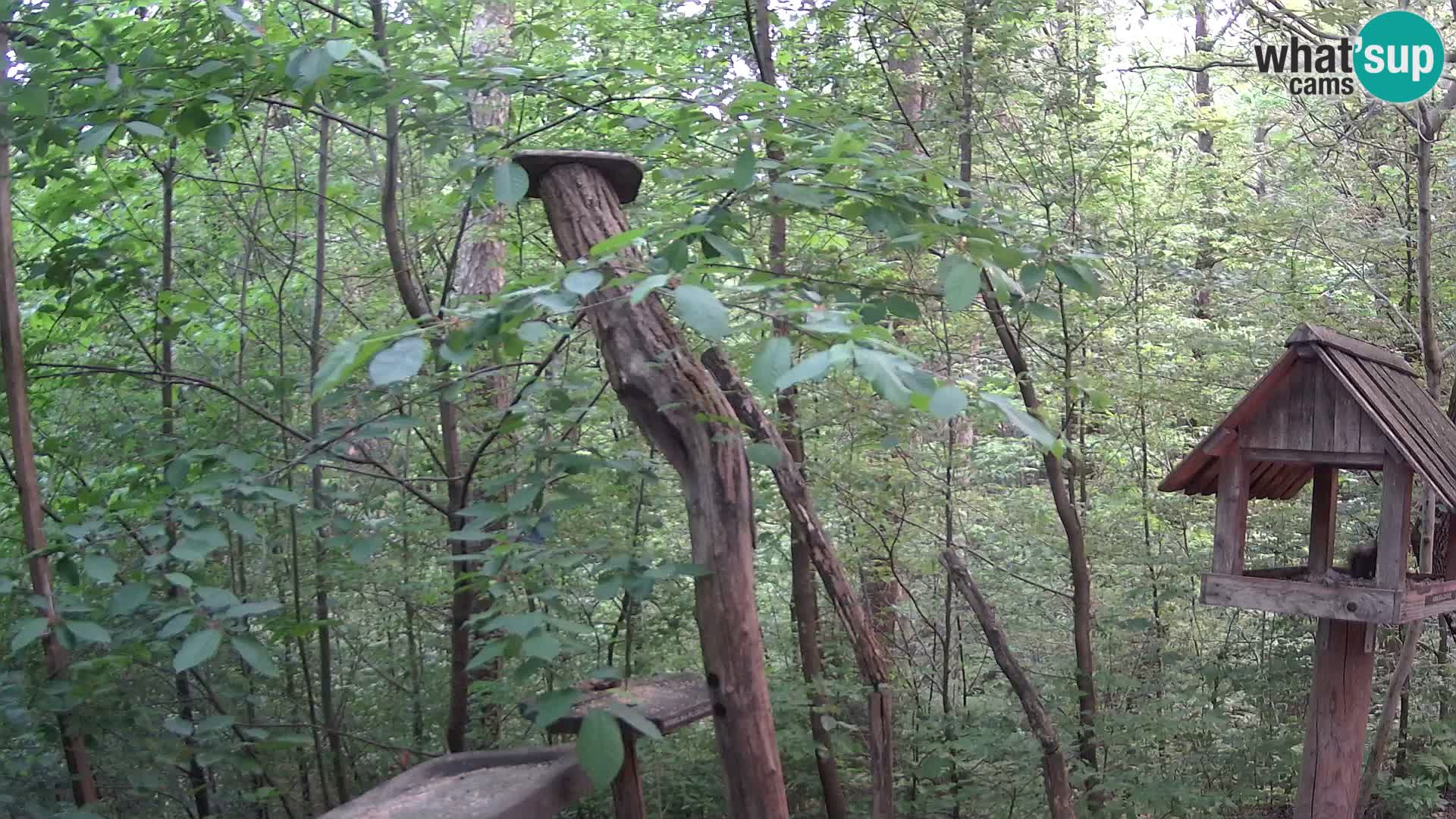 Bird feeders at ZOO Ljubljana webcam