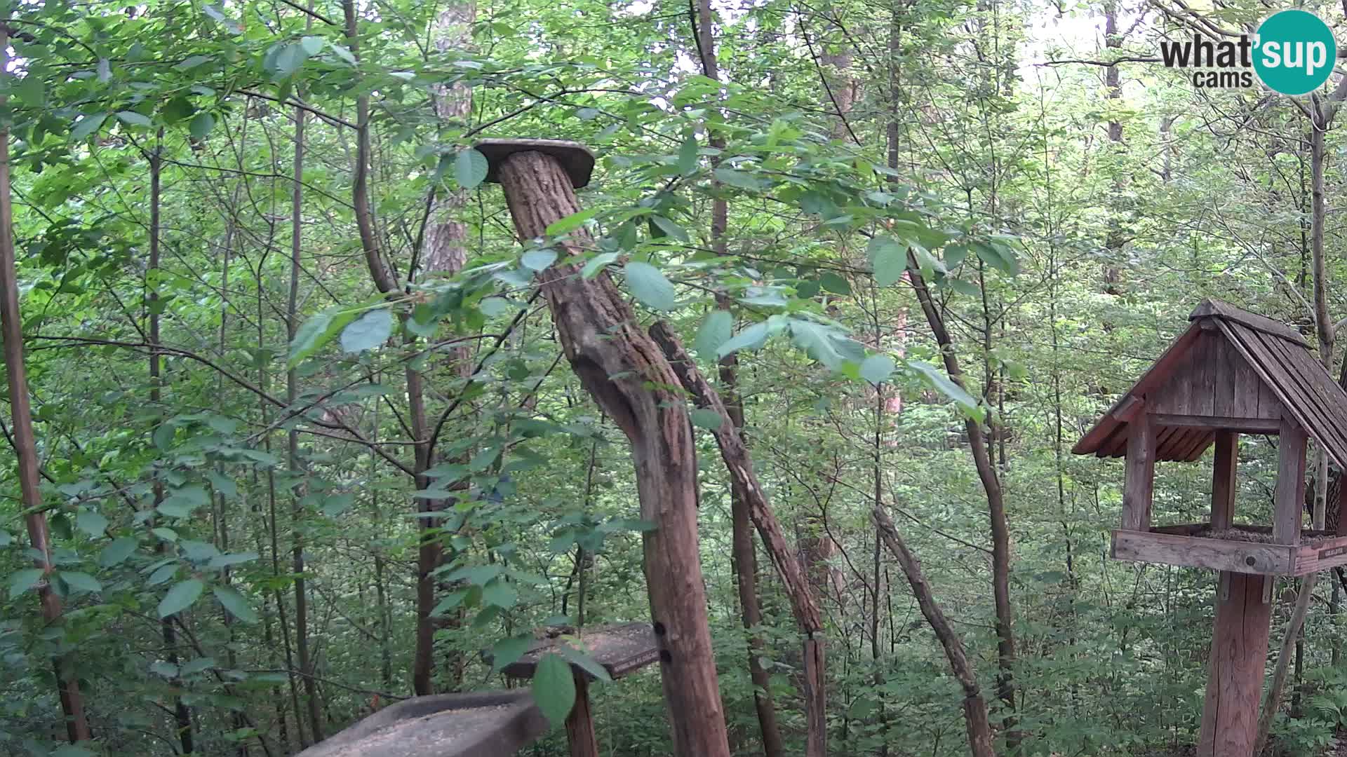 Bird feeders at ZOO Ljubljana webcam