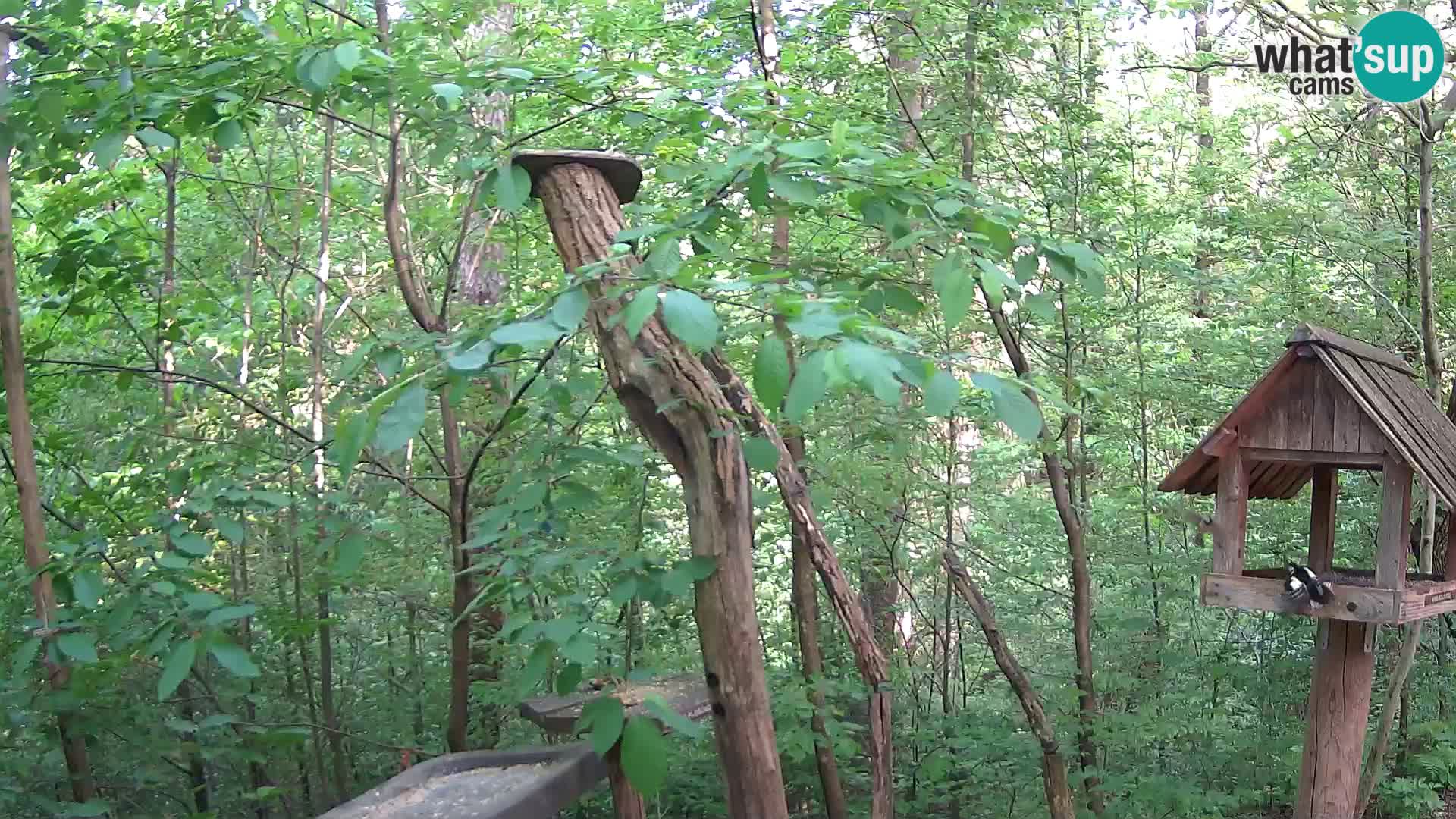 Bird feeders at ZOO Ljubljana webcam
