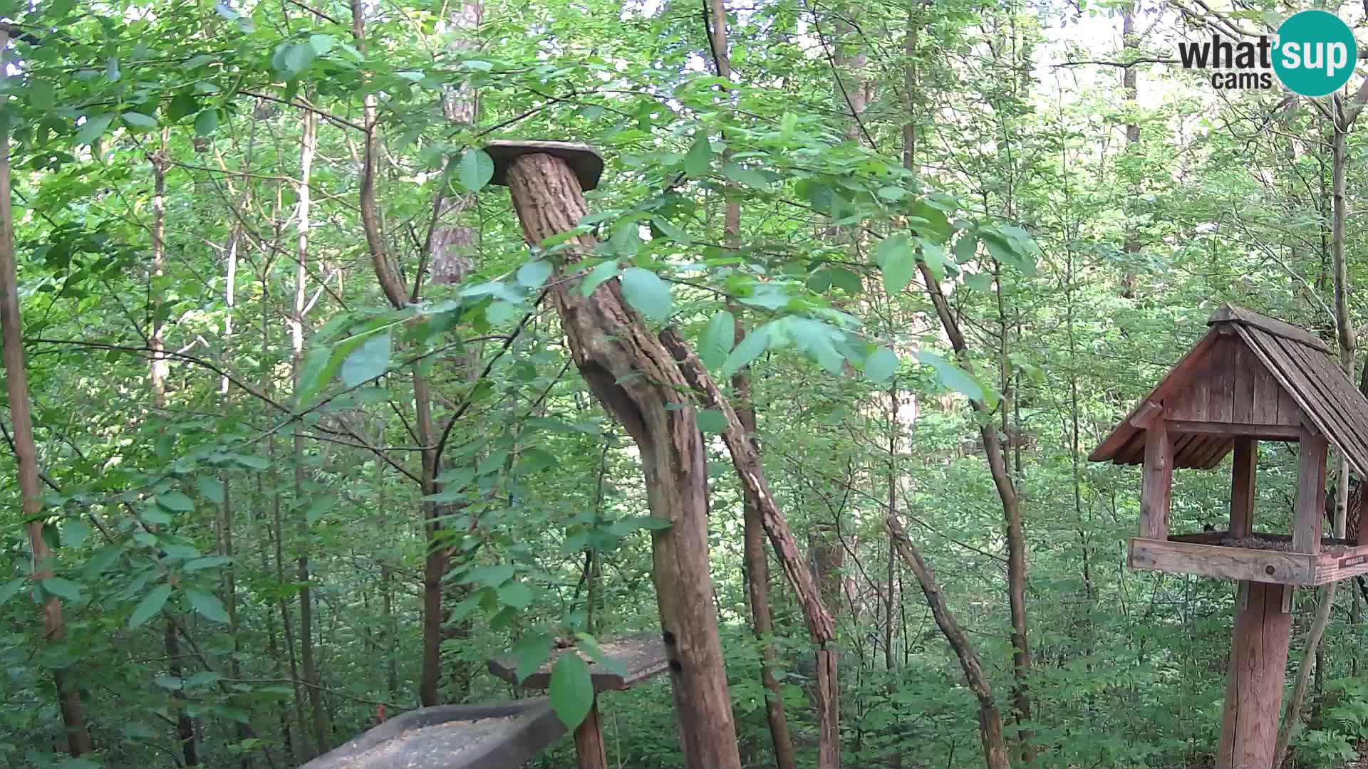 Bird feeders at ZOO Ljubljana webcam