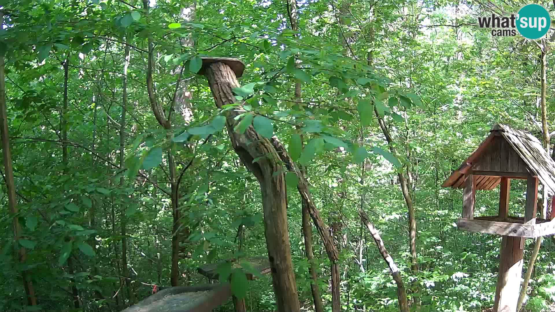 Bird feeders at ZOO Ljubljana webcam
