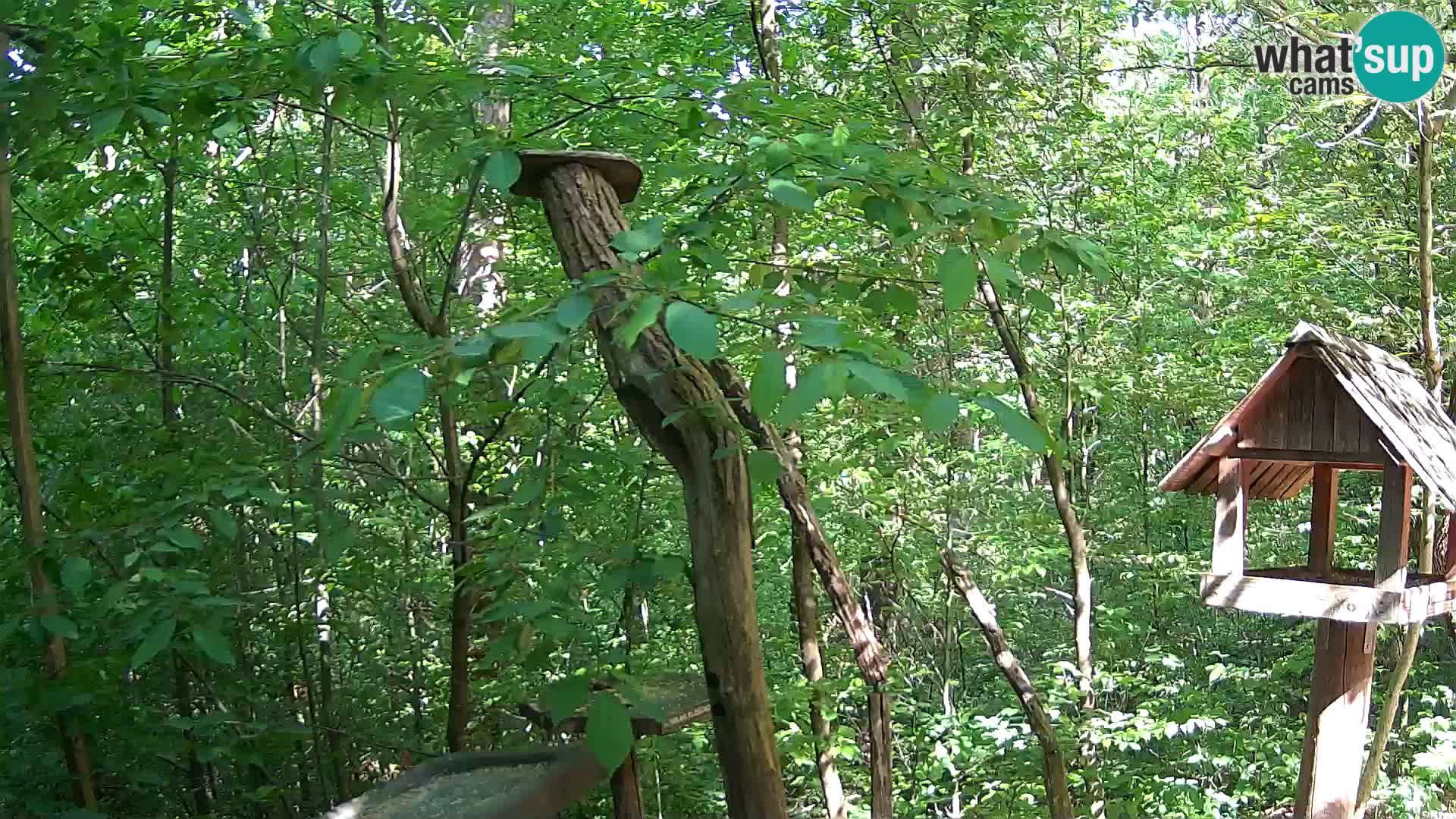 Bird feeders at ZOO Ljubljana webcam