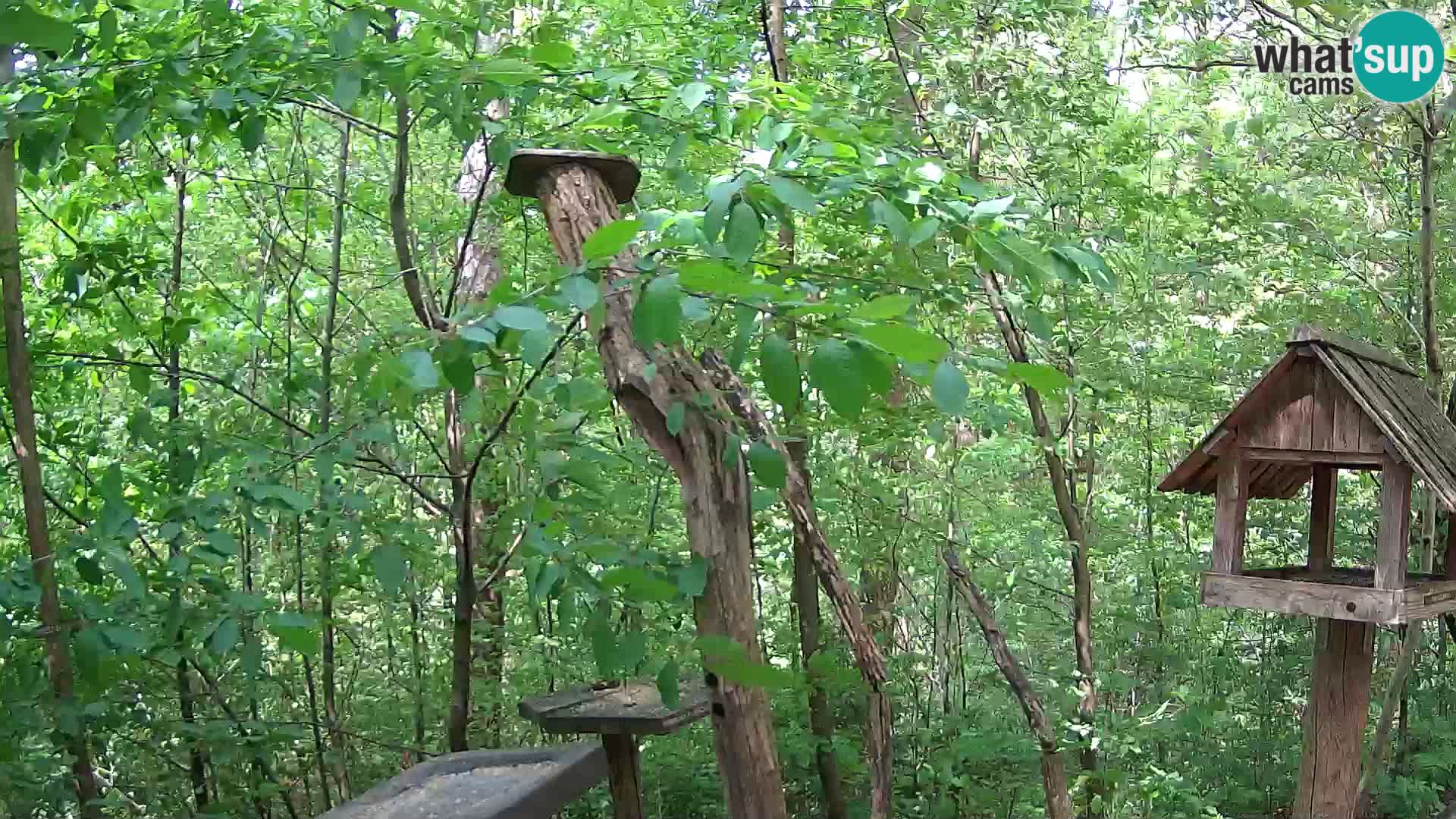 Comederos para pájaros en ZOO Ljubljana camera en vivo