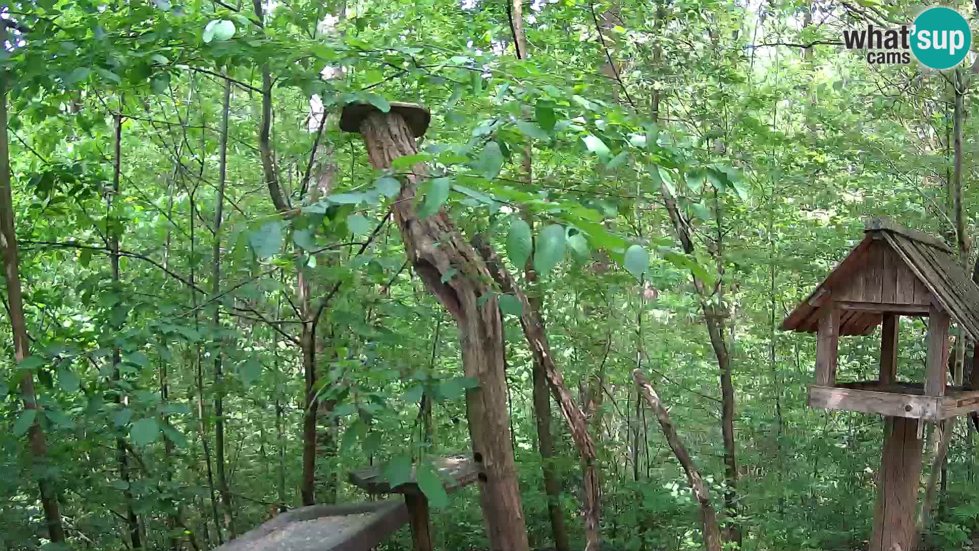 Mangeoires pour oiseaux au ZOO live webcam Ljubljana
