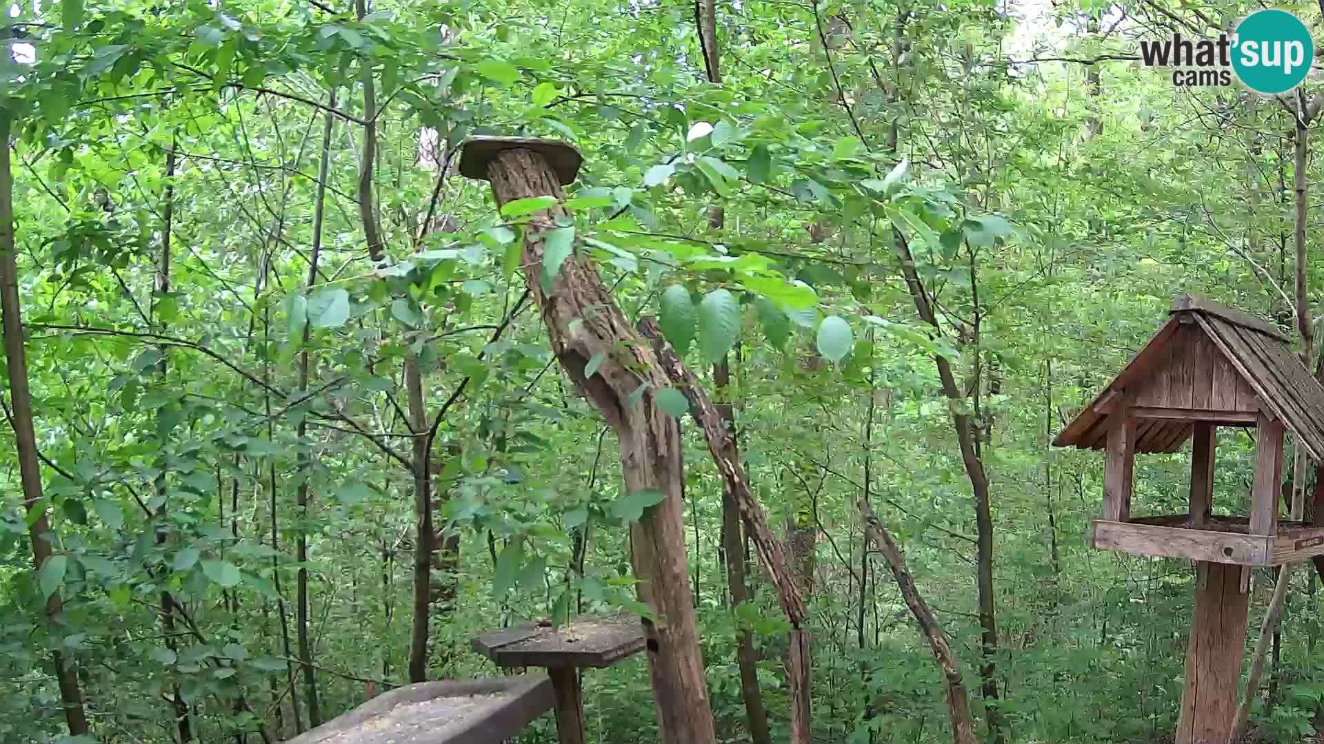 Vogelfutterhäuschen im ZOO webcam Ljubljana