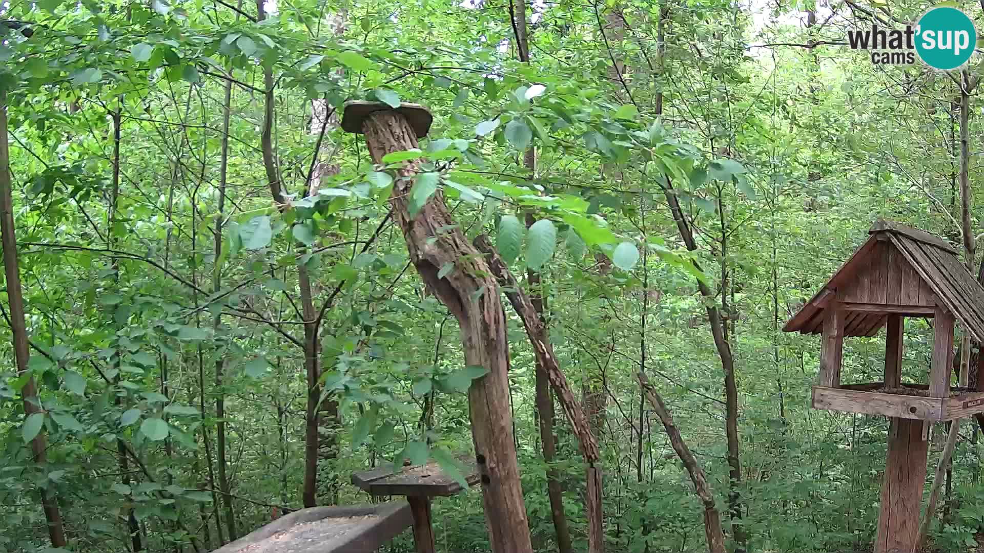 Vogelfutterhäuschen im ZOO webcam Ljubljana