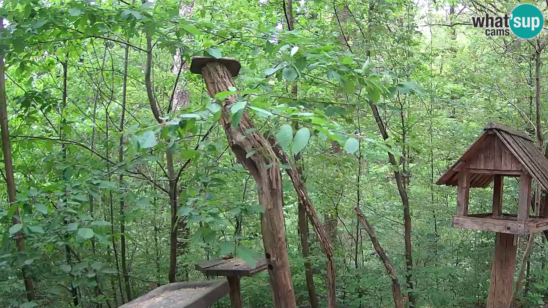 Vogelfutterhäuschen im ZOO webcam Ljubljana