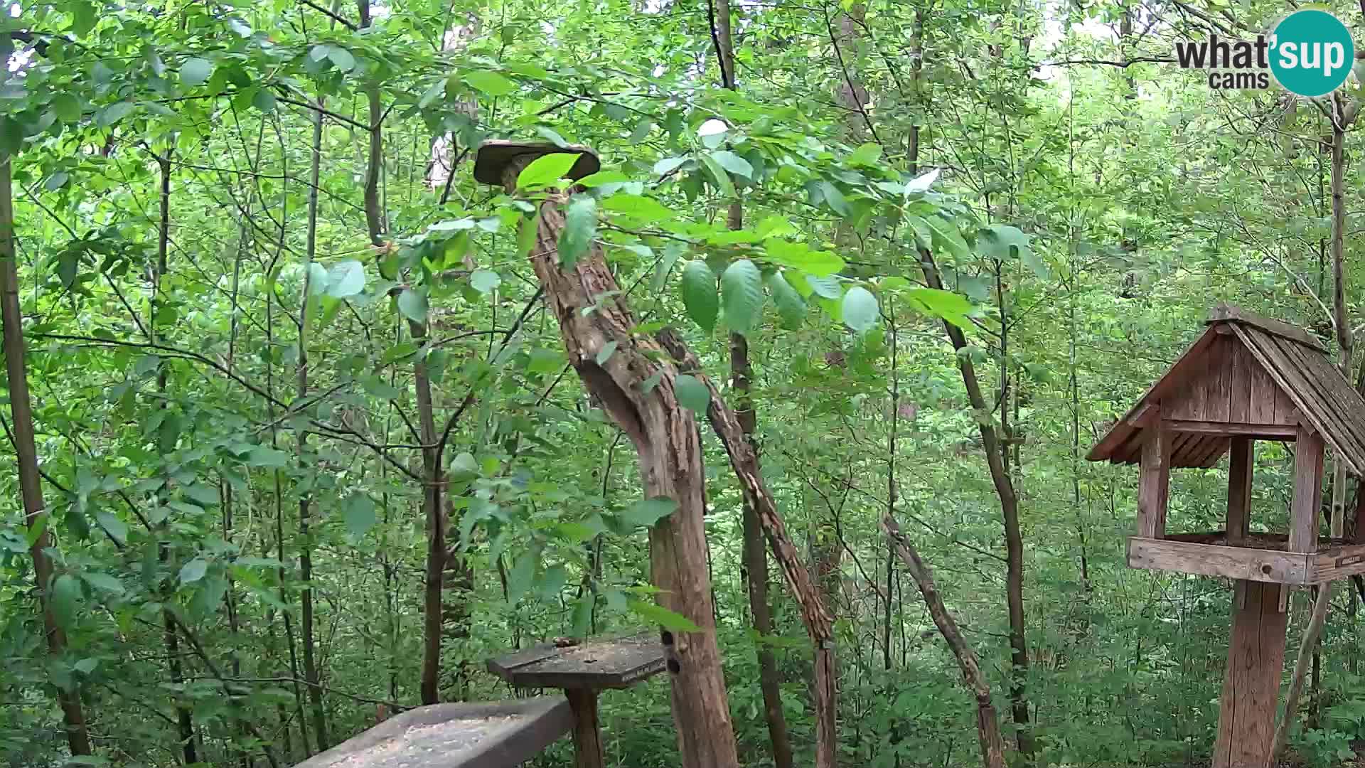 Bird feeders at ZOO Ljubljana webcam