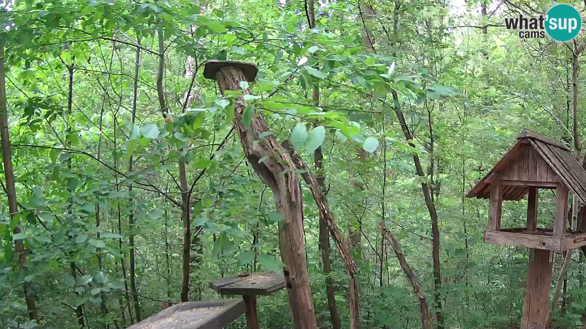 Vogelfutterhäuschen im ZOO webcam Ljubljana