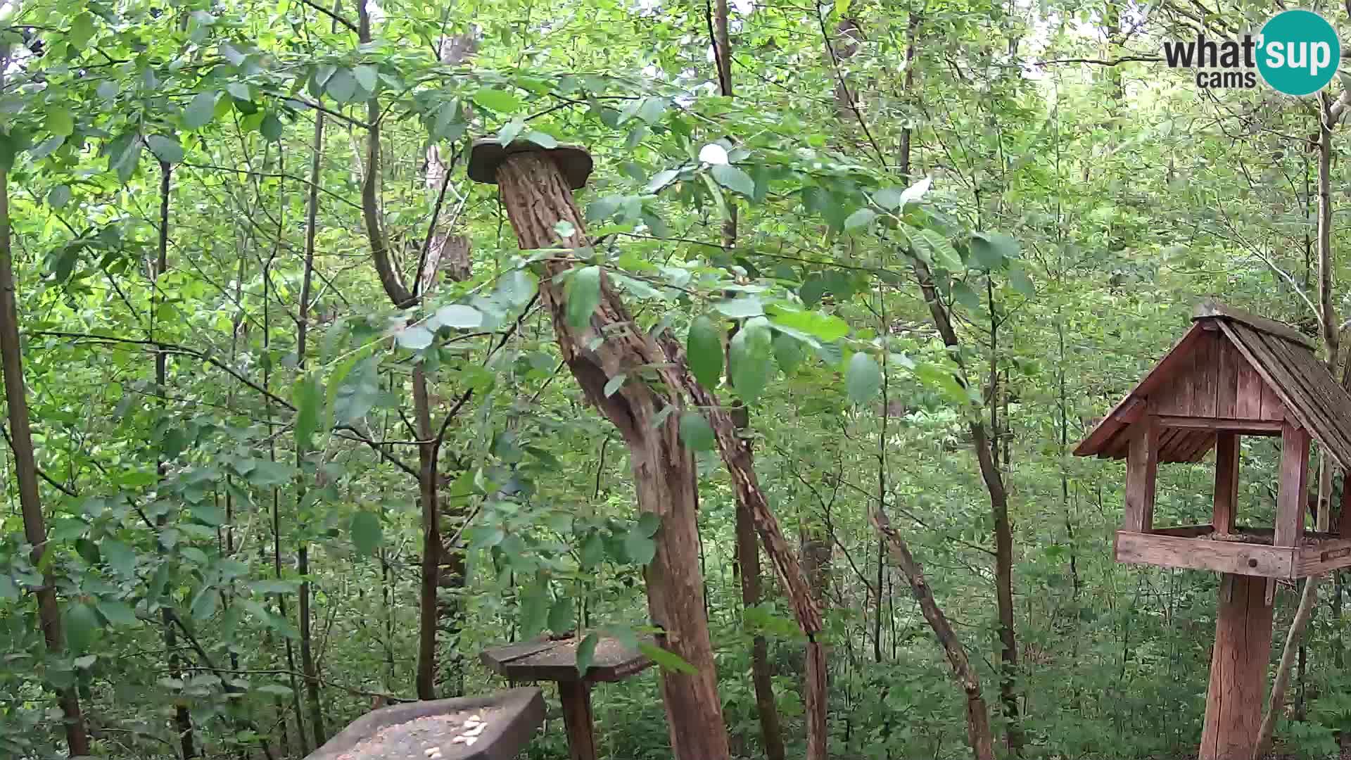 Mangiatoie per uccelli allo ZOO di Lubiana livecam