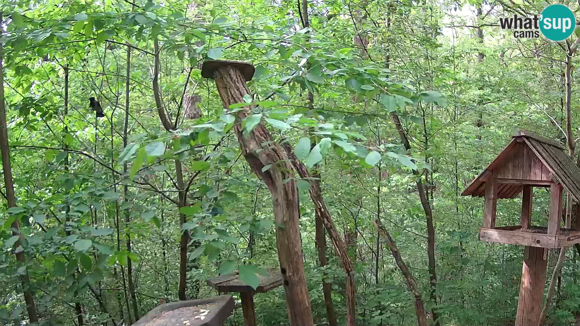 Krmilnice za ptiče v ZOO Ljubljana spletna kamera