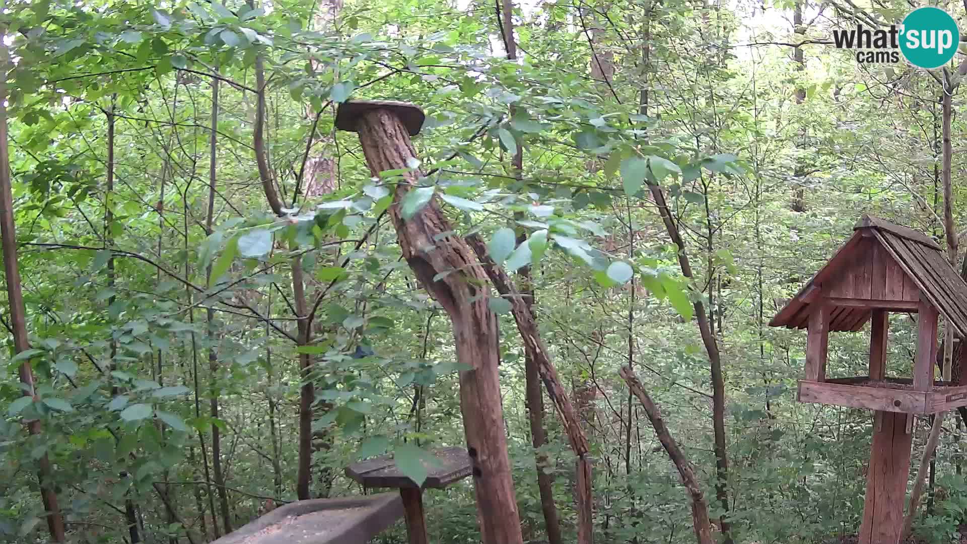 Mangeoires pour oiseaux au ZOO live webcam Ljubljana